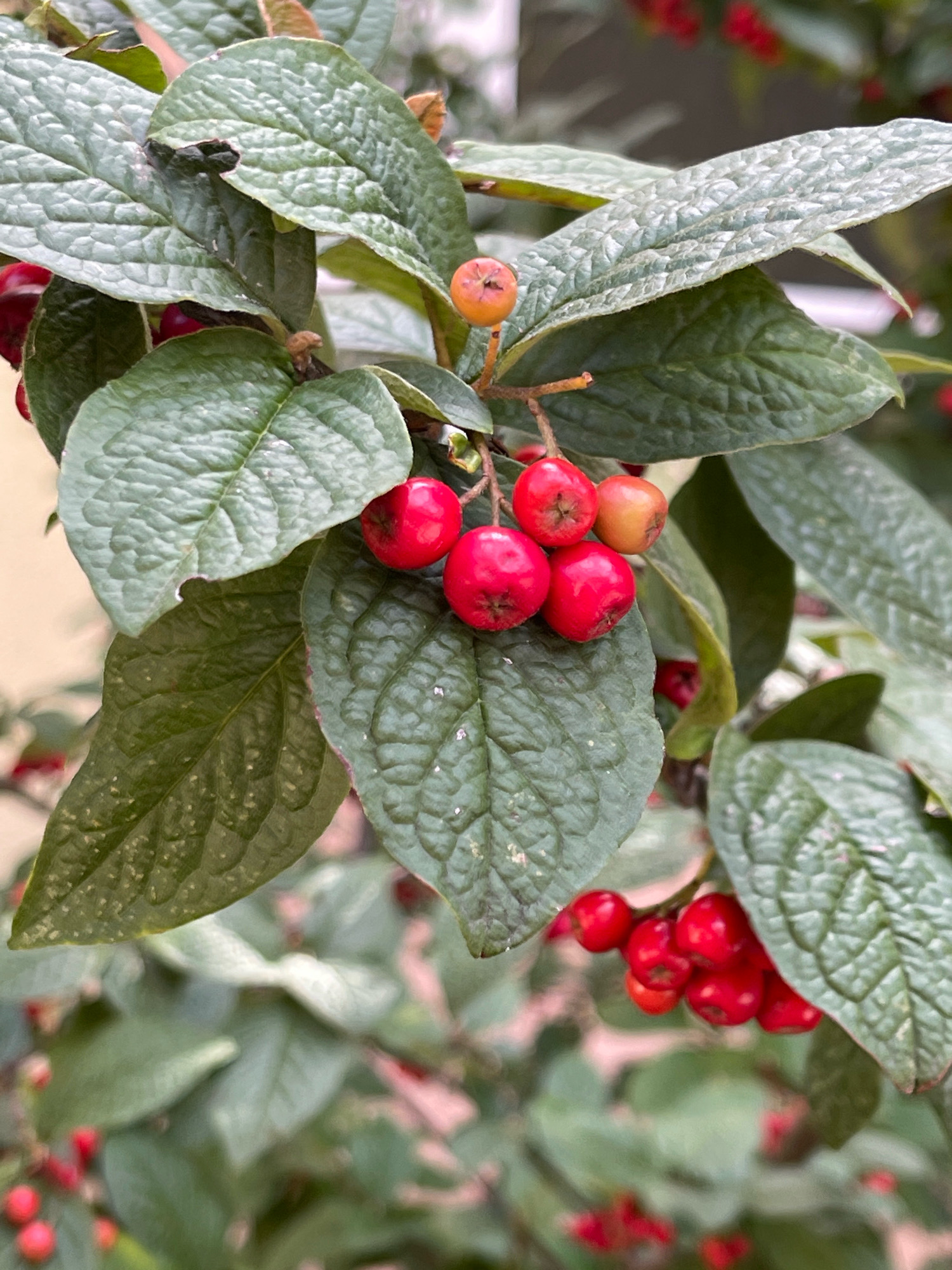 A close-up, eye-level shot captures a cluster of bright red berries and several round, orange-red berries amidst lush green leaves. The leaves are textured with prominent veins and some appear to have a dusty, pale green hue. A few small, brown buds are also visible among the foliage. The background is softly blurred, suggesting an outdoor environment with hints of more green foliage and possibly buildings in the distance. The overall impression is one of natural beauty, possibly in a garden or park setting within Konstancin-Jeziorna, Poland, given the context.