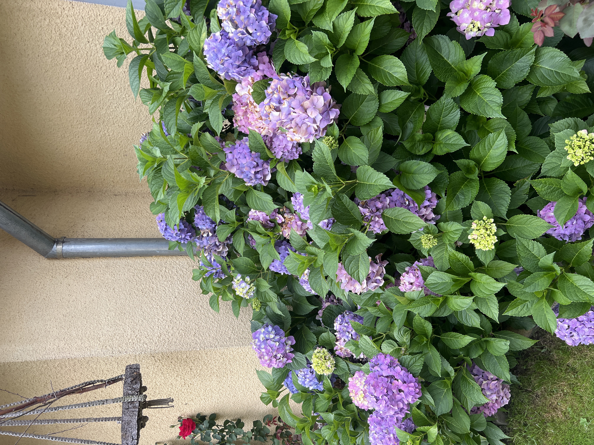 A close-up shot captures a vibrant bush of purple and pink hydrangeas in full bloom, with lush green leaves framing the colorful blossoms. A single red rose with its stem and leaves is visible to the left, climbing against a textured, light yellow wall. A metal drainpipe runs vertically along the wall. Suspended from the wall by thick ropes is a rustic hanging decoration made of a wooden piece and twigs. The ground below the flowers is a mix of green grass and dry soil. This scene is located in Yaremche, Ukraine.