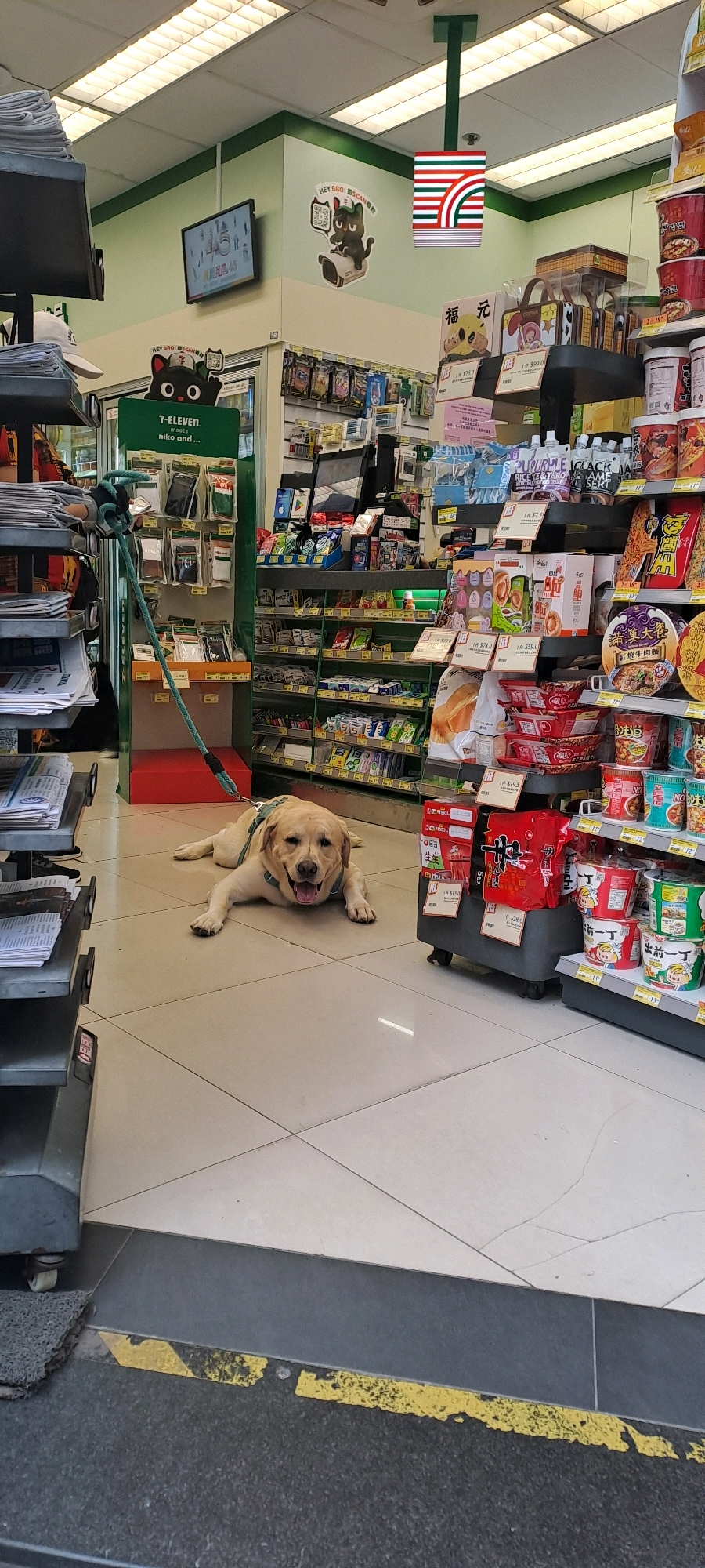 The image shows a light-colored Labrador Retriever lying on a light-colored tiled floor inside a 7-Eleven convenience store. The dog is wearing a light-colored harness and is attached to a teal-colored leash that extends to the left. The dog is looking towards the camera with its mouth open. In the background, there are shelves stocked with various food products, including instant noodles and snacks. A green display stand for 7-Eleven merchandise is visible to the left of the dog. Above the shelves, there are advertisements and promotional materials. The store appears to be brightly lit by fluorescent lights. The environment is a typical convenience store setting. The specific location within Hong Kong, China cannot be determined from the image.
