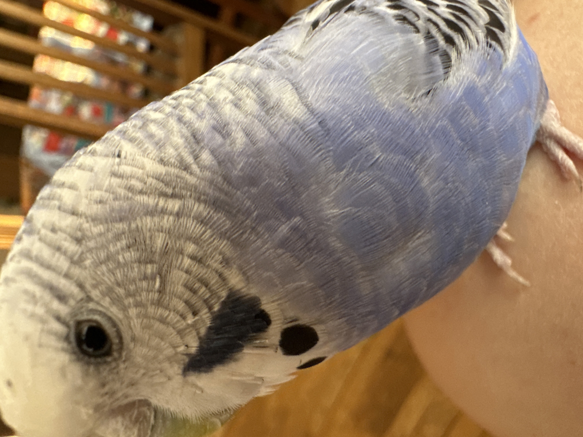 A close-up, eye-level, medium shot captures a budgie's head and upper body against a blurred background. The budgie, positioned on a person's arm or shoulder, faces left, with its left eye prominently displayed. The bird's plumage exhibits a blend of white and pale blue feathers, with distinctive black spots near its eye and on its body. The background features vertical wooden slats, suggesting indoor furniture such as chairs or a crib. The lighting is warm and diffused, highlighting the textures of the bird's feathers.