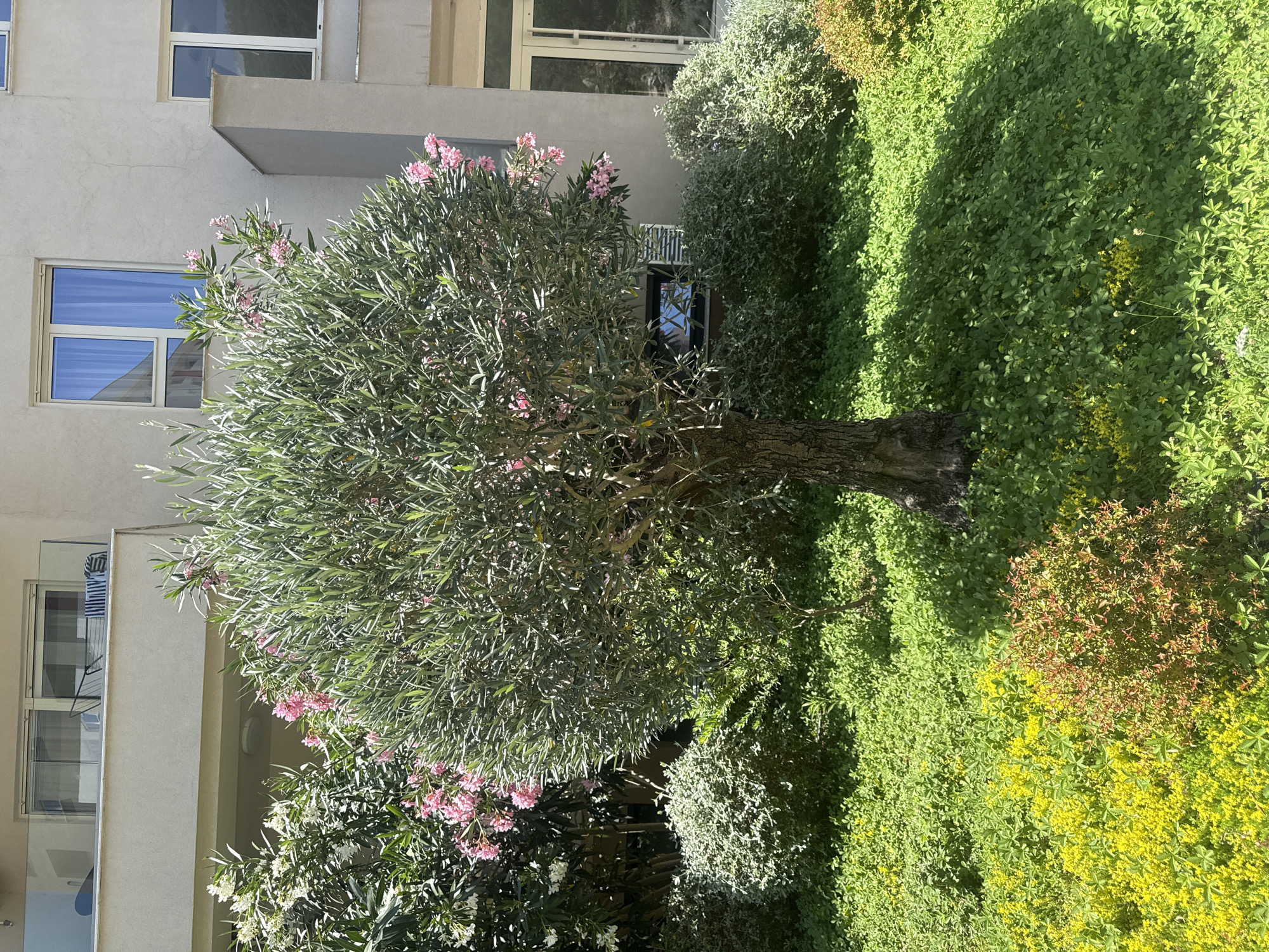 The image depicts an outdoor courtyard with lush greenery and a building. A medium-sized tree with green leaves and pink flowers is prominently featured in the center, its trunk visible at the bottom. Surrounding the tree are various types of plants, including dense green foliage and patches of yellow flowers, creating a vibrant, natural setting.
To the left of the tree, a section of a building is visible. It has a light-colored facade with several windows. One window on the upper floor has white framing and appears to reflect a blue sky. A lower window also has white framing and shows a reflection of a building with horizontal lines. On the lower left of the building, a balcony area is visible with what appears to be laundry drying on a rack.
The scene is bathed in sunlight, casting shadows from the vegetation onto the ground and the building, suggesting it is daytime. The overall impression is one of a well-maintained outdoor space, possibly a garden or courtyard associated with a residential or commercial building. There is no visible text in the image. The location context provided is Boreti, Montenegro.