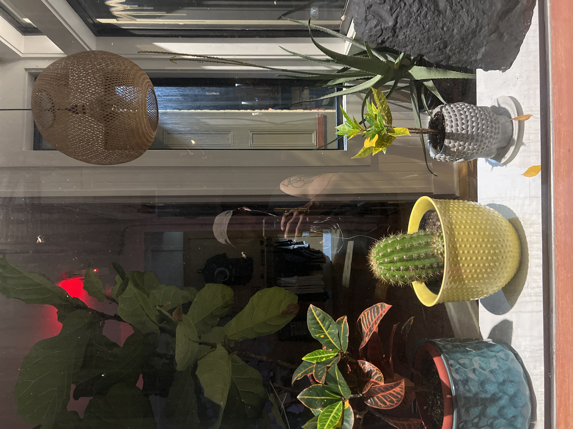 A collection of potted plants sits on a windowsill. From left to right, these include a large-leaved plant with a red light reflecting off its leaves, a cactus in a yellow pot, and a plant with red and green leaves in a blue pot. Further to the right, on the windowsill, are two more potted plants: one with green and yellow leaves in a grey pot and another with long, pointed leaves in a dark pot. A woven, spherical lampshade hangs near the top left of the frame. The interior of the room can be seen through the window, including a camera and clothing on shelves. The photographer's reflection is visible on the window as well. The location is the City of Newburgh, United States of America.