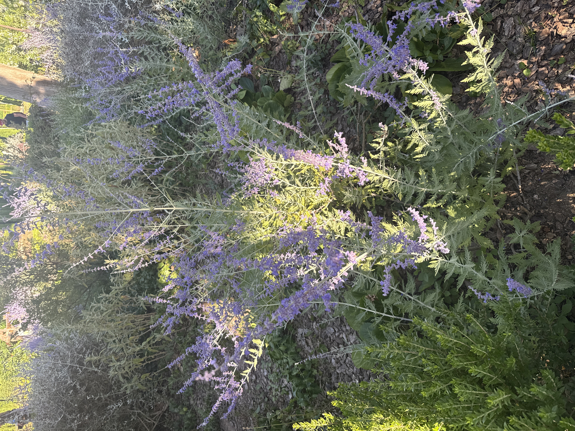 The image displays a lush garden scene with predominantly green and purple foliage. In the foreground, a vibrant green shrub with small, dense leaves is visible on the left. To the right of this shrub, a larger plant with silvery-green, feathery leaves and spikes of small purple flowers dominates the center of the frame. The purple flowers are clustered along thin stems, giving a wispy appearance. The background consists of more of the same silvery-green plants, with some patches of darker green leaves. The ground is covered in mulch and some scattered leaves. Sunlight filters through the foliage, creating areas of bright illumination and shadow, particularly on the purple-flowered plant. In the far background, a person wearing a red cap and dark clothing is partially visible standing near a large tree trunk. The overall impression is of a well-maintained garden space. The image does not contain any identifiable landmarks or features that would specifically place it in Barcelona, Spain.