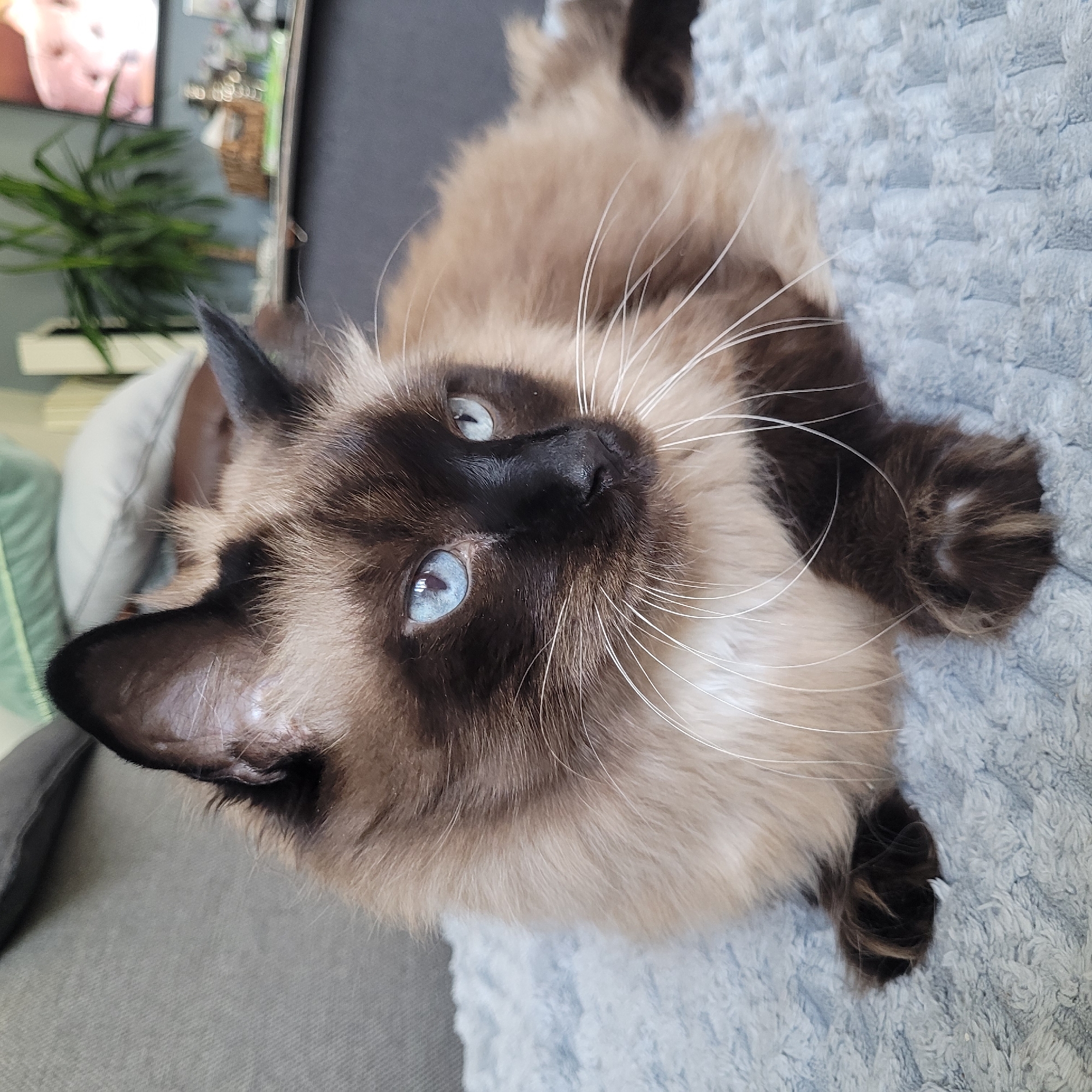 A medium shot captures a fluffy Siamese cat with striking blue eyes lying on a light blue textured blanket. The cat's fur is a mix of cream and brown, with darker brown points on its face and ears. Its whiskers are long and white, fanning out from its nose. The cat is looking to the right of the frame, its body partially visible. In the background, a grey couch and blurred green pillows suggest an indoor setting, possibly a living room. Beyond that, a potted plant and a television screen are faintly visible, indicating the scene is likely in a home in Jūrmala, Latvia.
