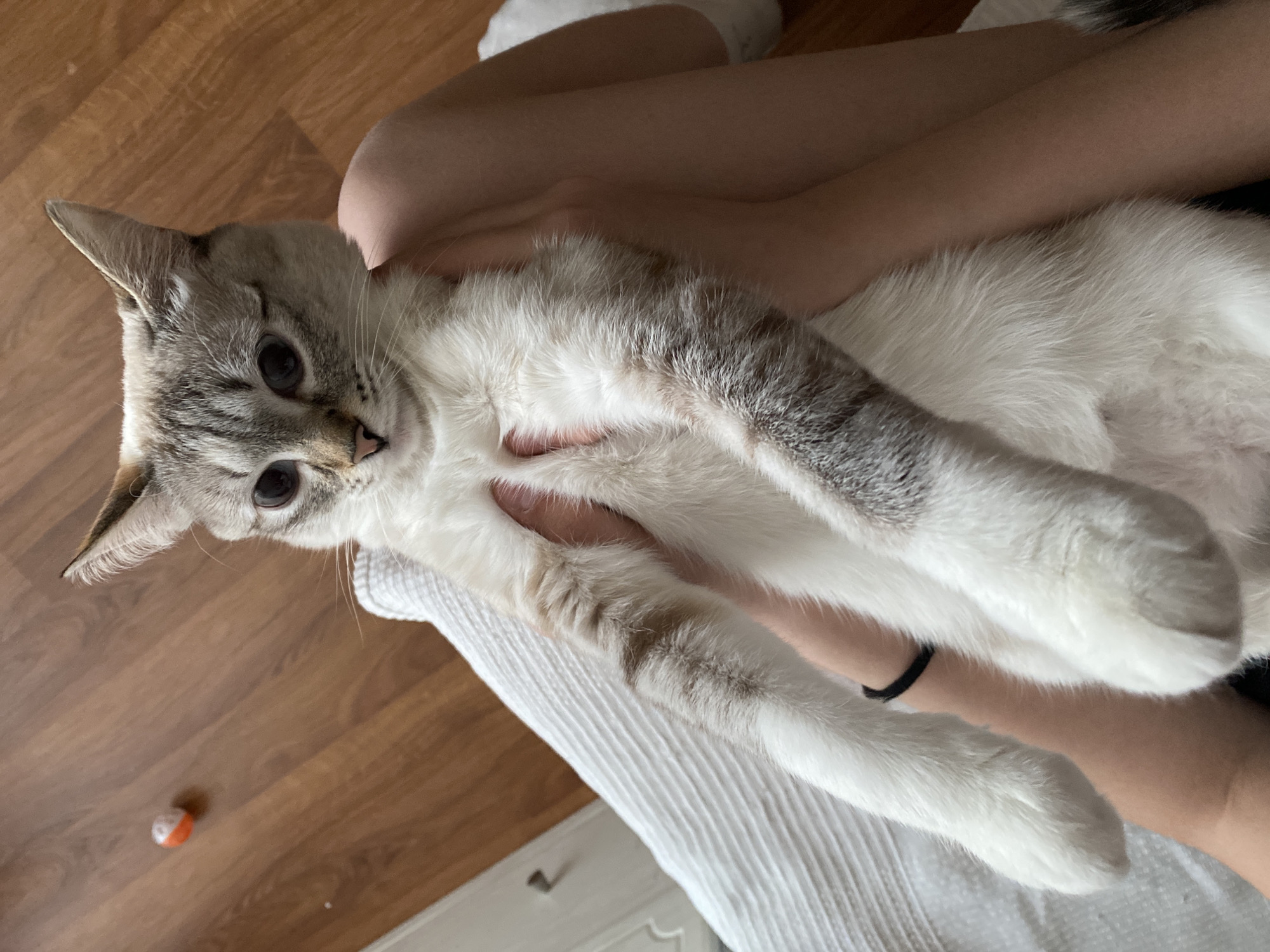 The image shows a cat held in a person's arms. The cat has grey and white fur, with grey tabby markings on its face and limbs. The cat is looking directly at the camera with its eyes open. The person holding the cat has fair skin and is wearing a black wristband. The background includes a wooden floor and a white surface, likely a bed or couch with textured bedding. An orange and white toy is visible on the floor. The location is unknown and is unrelated to Yekaterinburg, Russia.
