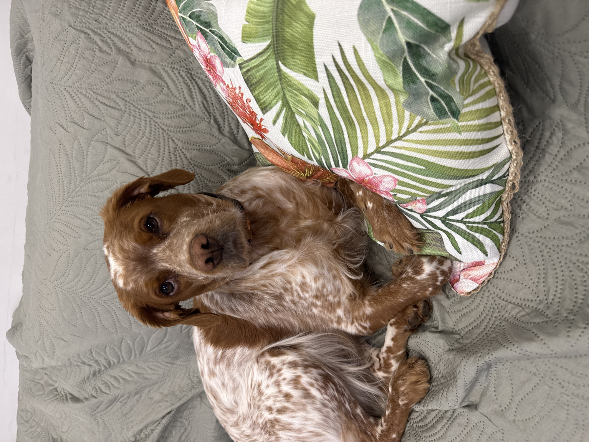 A medium-sized, brown and white speckled dog lies on a light green quilted bedspread, positioned slightly off-center in the frame. The dog is curled up with its head raised, looking directly at the camera. A tropical-themed pillow with green leaves and pink flowers, trimmed with a natural-colored rope, is positioned behind the dog's head. The setting appears to be indoors, but the precise location in Sofia, Bulgaria is not discernible from the provided image.