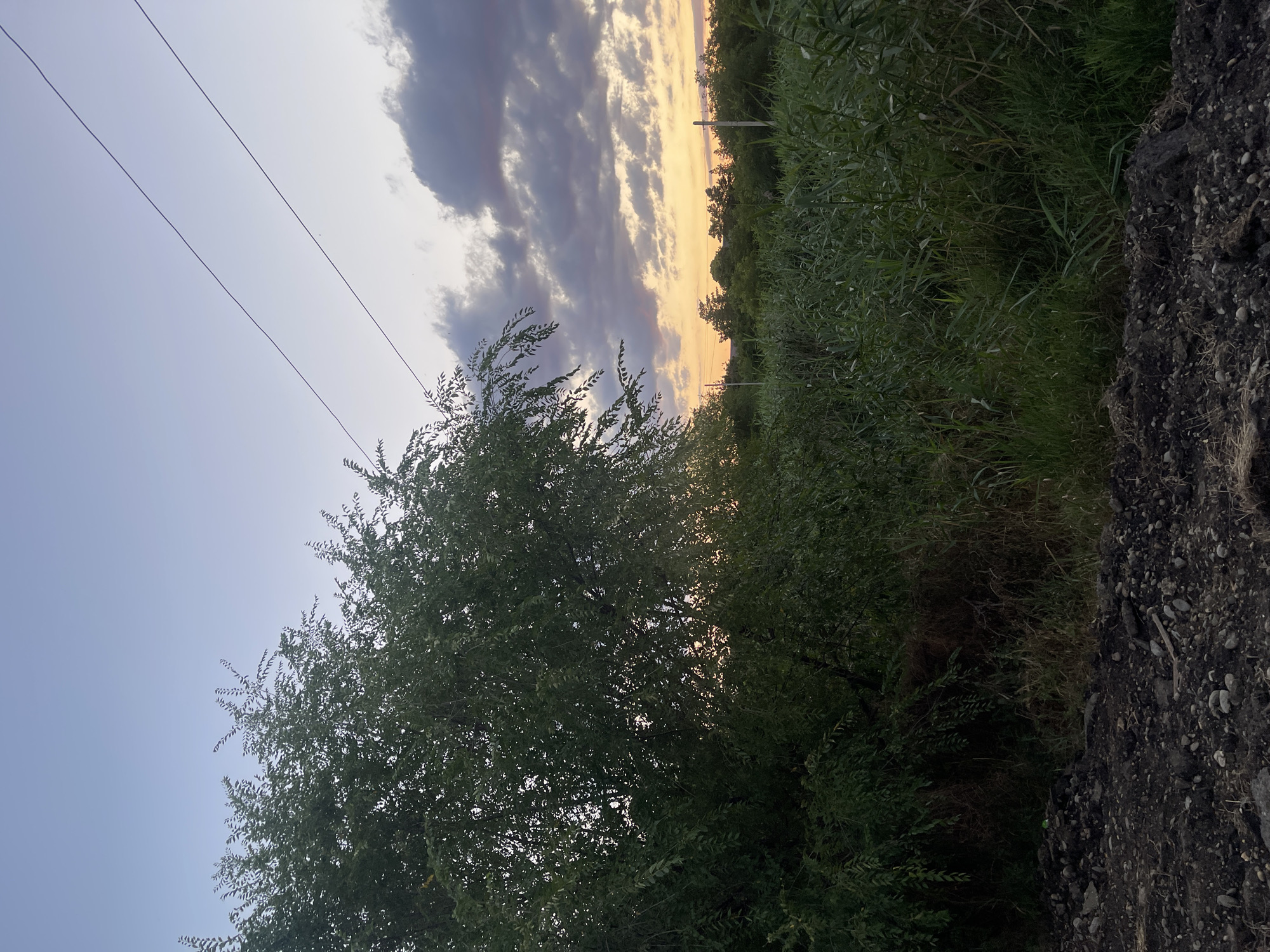 The image depicts an outdoor scene, likely in the city of Donskoye, Russia, during twilight. A large, leafy green tree dominates the left side of the frame, its branches reaching towards the sky. In the foreground, a patch of dark, rocky soil is visible. To the right of the tree, tall, green reeds or tall grass stretch into the distance. The sky above transitions from a pale blue at the top to a soft orange and yellow gradient near the horizon, indicative of a sunset or sunrise. Dark, dramatic clouds are scattered across the upper right portion of the sky. Two parallel power lines traverse the sky diagonally from the upper right to the upper left of the image. Several thin, vertical poles are sparsely distributed in the middle ground, suggesting a rural or semi-rural setting. No people or animals are present in the image, and no actions or interactions are depicted. The environment appears natural with some evidence of human infrastructure.