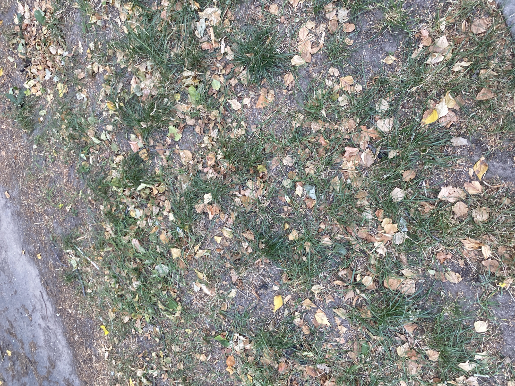 The image depicts a patch of grass and dirt, littered with fallen leaves, likely during autumn. The scene appears to be a section of a park or a yard, with a grey, paved surface visible in the upper left corner, suggesting it is adjacent to a sidewalk or road. The grass is green and somewhat sparse in places, interspersed with dry, brown and yellow leaves that have accumulated on the ground. Some twigs and other organic debris are also present. There are no people or animals visible in the image, and no discernible actions or interactions are taking place. The lighting suggests it might be daytime, with the light casting soft shadows. The environment is natural and appears to be outdoors in a temperate climate.