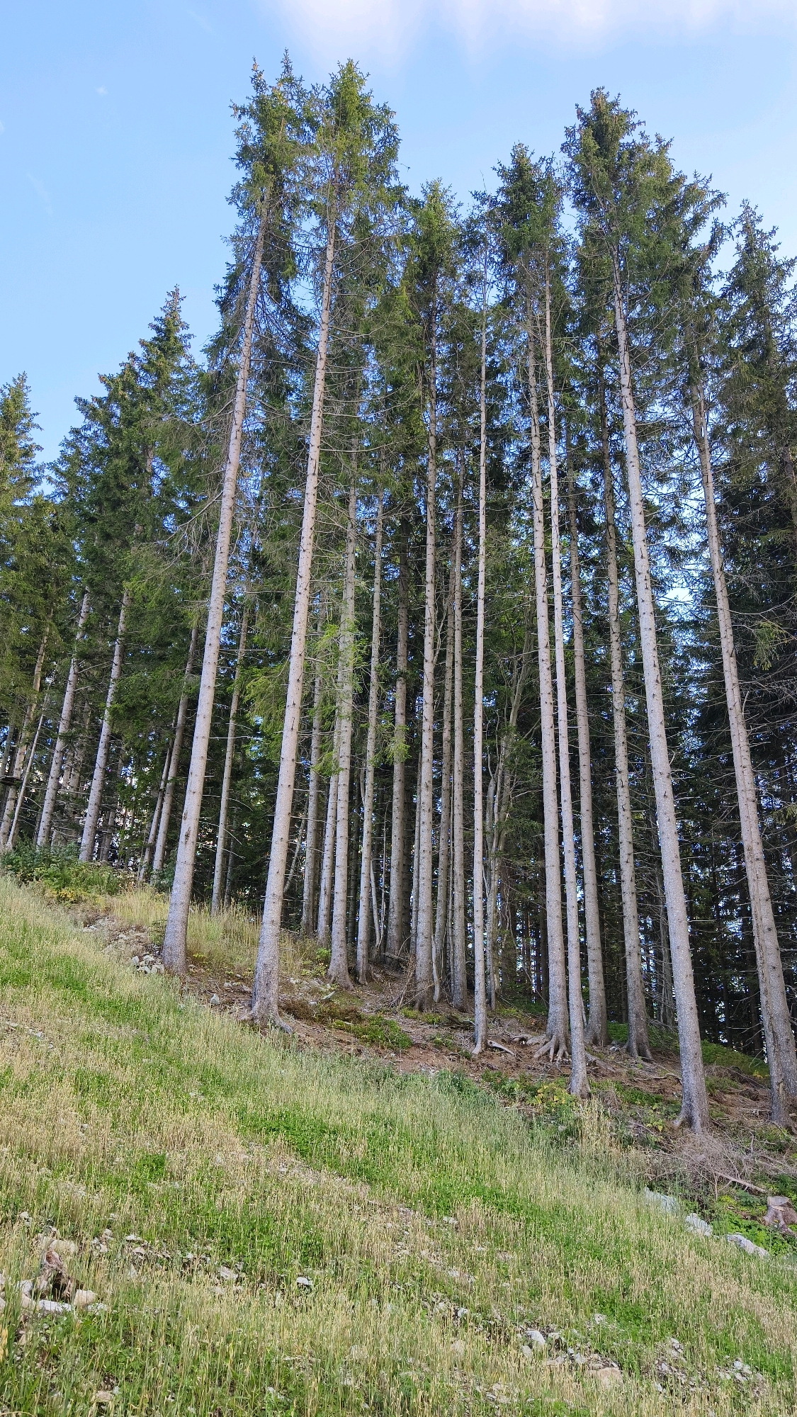 A low-angle, full shot captures a dense forest of tall, mature spruce trees in the Semmering region of Austria. The trees, with their slender, light-gray trunks and green needles, dominate the frame, creating a towering canopy against a clear, pale blue sky. The forest floor is a sloping, grassy meadow dotted with scattered rocks and dry grasses. The scene depicts a natural, untouched landscape indicative of a mountainous forest environment.