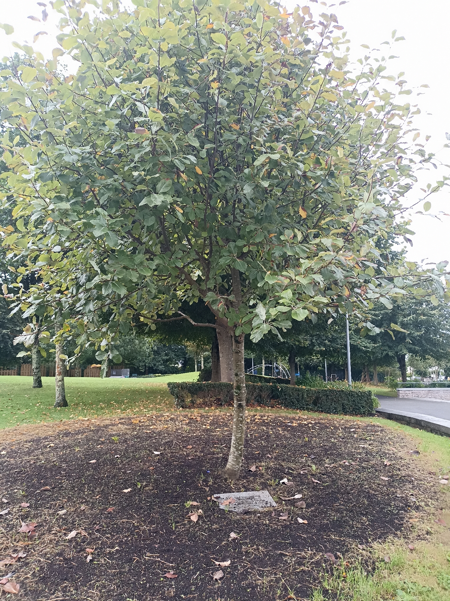 The image shows a tree with green and yellow leaves in what appears to be a park. There is grass, other trees, and a hedge in the background. In the far background, there is a playground structure and a paved path. The ground around the tree is covered in dark soil with some fallen leaves. The sky is overcast. The location is in the city of Galway, Ireland.