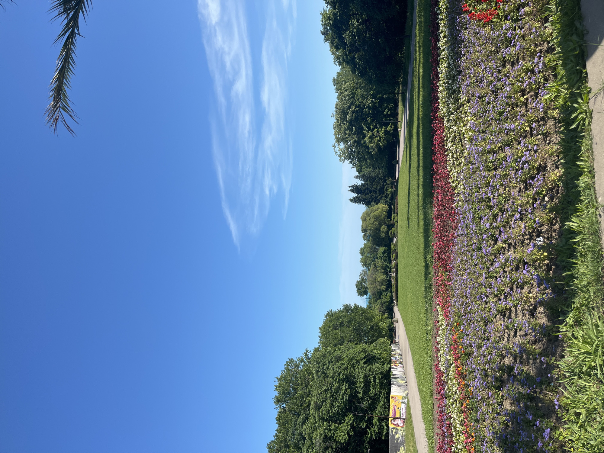 The image depicts a vibrant park scene in Varna, Bulgaria, under a clear blue sky with wispy clouds. In the foreground, a meticulously arranged flower bed displays rows of colorful blooms in shades of purple, white, red, and pink. Beyond the flowers, a lush green lawn stretches out, bordered by a paved pathway. To the left, a row of large, leafy trees forms a dense canopy, partially obscuring a wall adorned with posters. Further into the background, more trees of various types, including evergreens, create a natural backdrop. The overall impression is one of a well-maintained public space, likely a botanical garden or a city park, inviting visitors to enjoy its natural beauty.