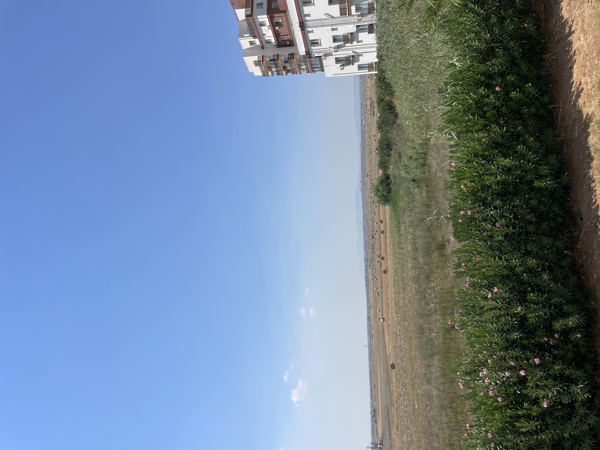 The image depicts an outdoor scene in Trikomo, Northern Cyprus. In the foreground, a dense green hedge with small pink flowers runs horizontally across the frame. Behind the hedge, a flat, dry field is visible, dotted with numerous round hay bales. In the mid-ground, a modern multi-story building with white and red accents stands on the right side of the image. The building features balconies with railings and visible air conditioning units. The background consists of a vast, clear blue sky with a few wispy white clouds. Distant hills or mountains are faintly visible on the horizon. The overall impression is one of a rural or semi-rural landscape adjacent to a residential building, under a bright, sunny sky.