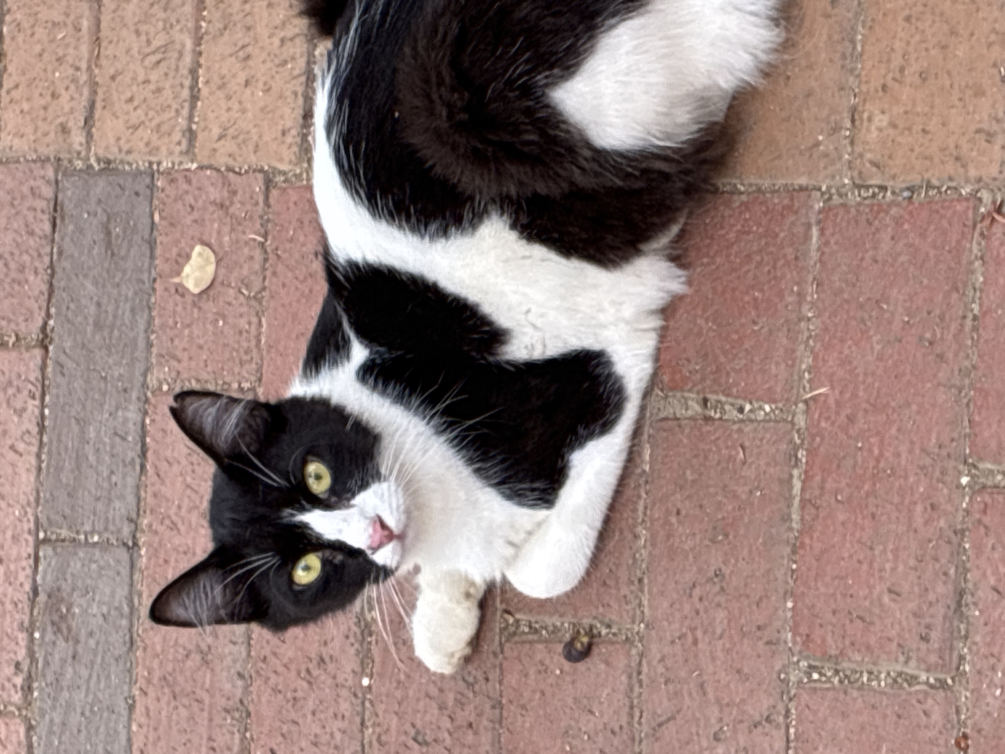 A black and white cat with yellow eyes is lying on a brick pathway. The cat is facing the camera and its body is mostly covered in white fur with black patches. There is a small leaf and a dark object on the pathway near the cat. The brick pathway appears to be outdoors. There is no indication of the city of Alanya, Turkey in the image.
