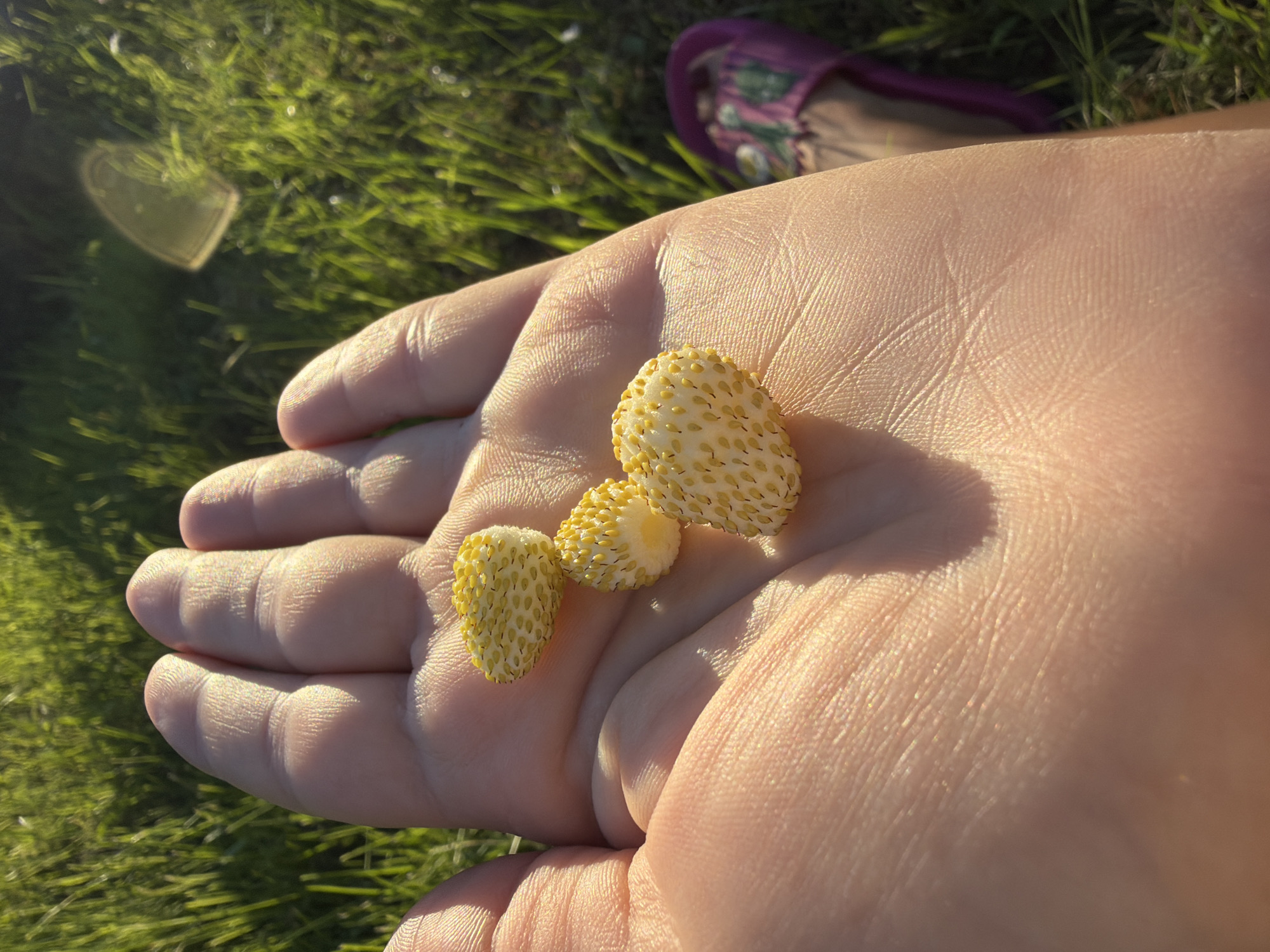 A close-up shot shows a person's hand holding three small, pale yellow berries with tiny seeds visible on their surface. The berries are likely wild strawberries. The hand is slightly cupped, and the sunlight casts a warm glow on the skin, highlighting the texture of the palm and fingers. In the blurred background, green grass is visible, suggesting an outdoor setting. A purple sandal with a floral design is also present in the upper right corner of the frame, further indicating an outdoor, likely warm-weather environment. The lighting suggests it is either early morning or late afternoon, with the sun low in the sky. The scene evokes a sense of simple enjoyment of nature's bounty, perhaps during a walk or picnic in Madona, Latvia. No text is visible in the image.