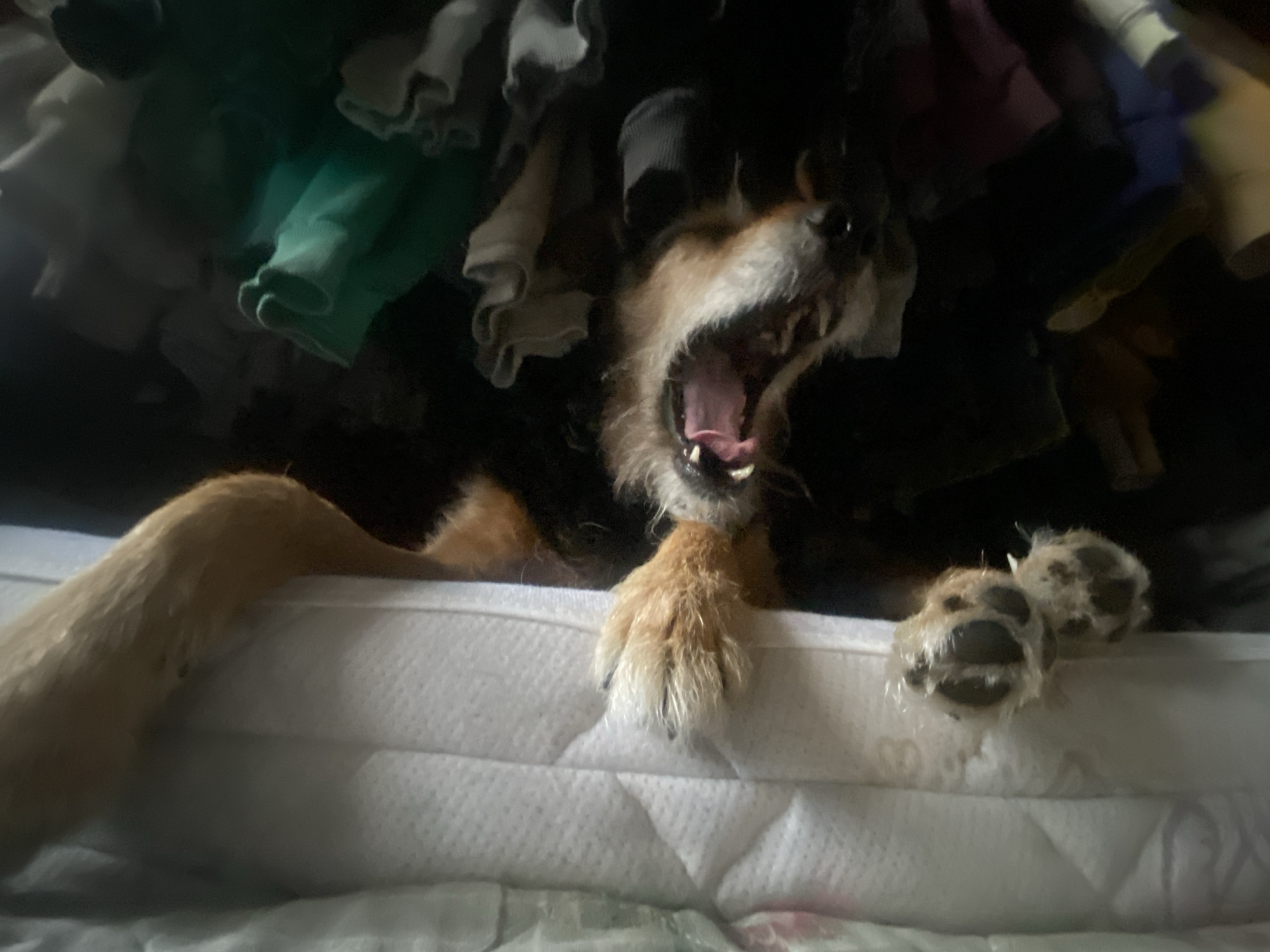 A medium-sized dog with brown and black fur is positioned on top of a white mattress. The dog is yawning, exposing its teeth and pink tongue. The dog's paws are also visible on the mattress. Above the dog is a pile of clothing in various colors including green, grey, and blue. The location of the image is not discernible from the provided image.