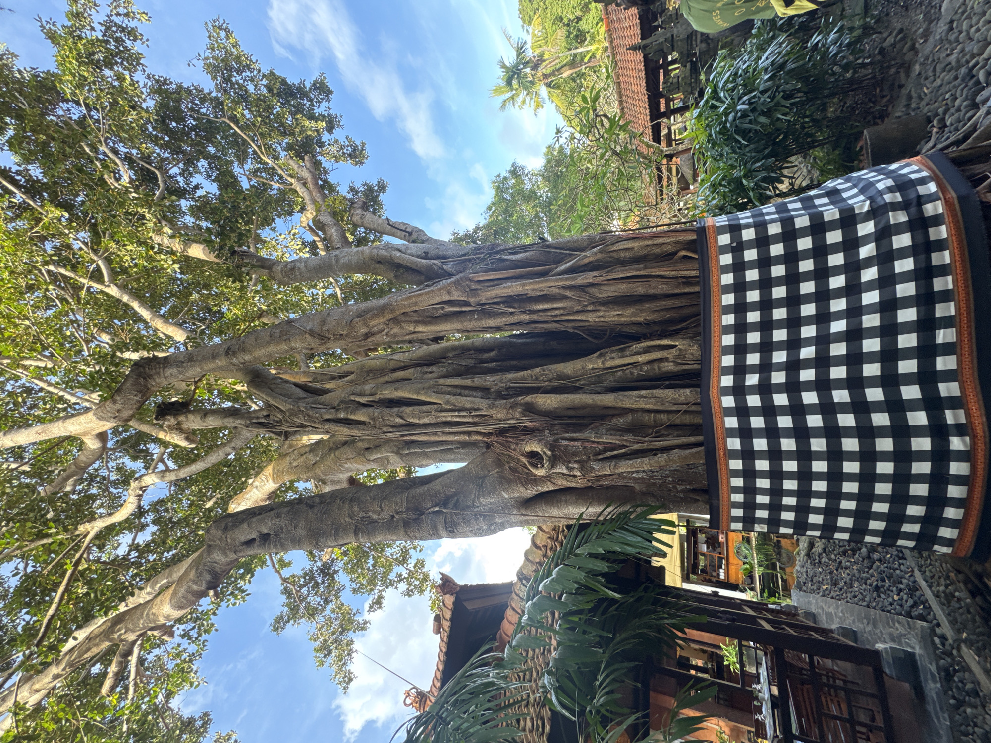 The image shows a tree with a black and white checkered cloth wrapped around its trunk. The scene appears to be in Kuta Selatan, Indonesia, due to the Balinese architecture in the background. The sky is blue with some clouds. The tree has extensive roots and branches. Buildings with tiled roofs and tropical vegetation are visible behind the tree.