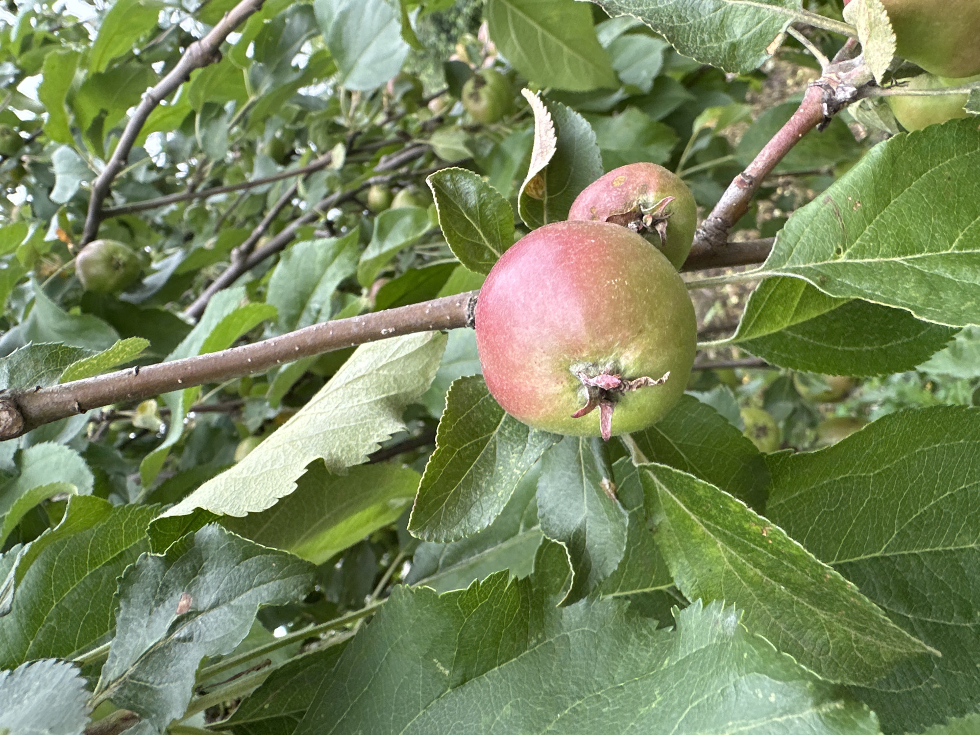 An apple tree branch in Сосново, Russia, bears several apples. One apple in the foreground is approximately half red and half green, with a stem. To its right and slightly lower is another smaller apple, also with a stem. Several green apples are visible in the background, some of which are partially obscured by the leaves. The branches are brown and woody, and the leaves are a vibrant green. The overall scene suggests an orchard or a garden setting with lush foliage.