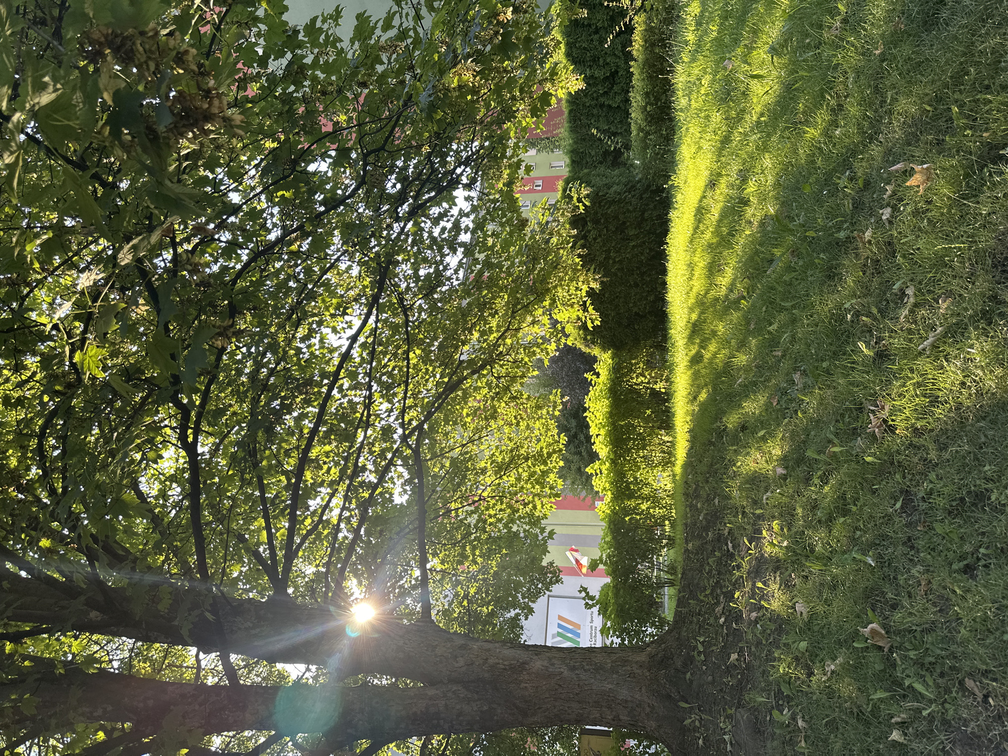A sunlit image shows a large tree in the foreground, its branches extending over a grassy lawn. The sun is visible through the leaves, creating lens flares and casting shadows on the grass. In the background, there are manicured hedges and buildings. A sign for "Centrum Sportu Racibórz" is visible on one of the buildings, indicating the location is in Racibórz, Poland. There are no people visible in the image. The scene appears to be an outdoor recreational area or park.