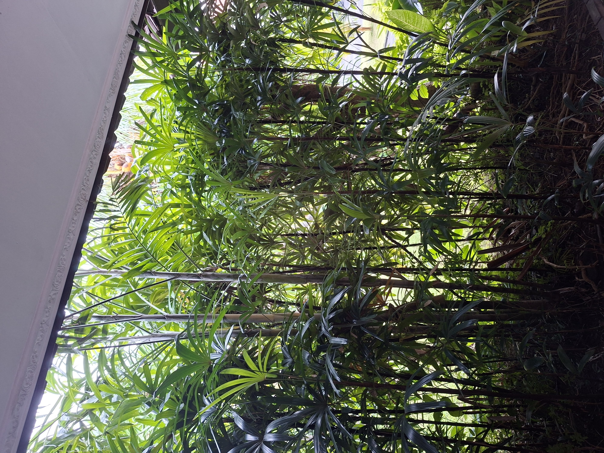 The image presents an upward view into a dense, verdant canopy of tropical plants, primarily featuring slender, vertical bamboo-like stalks and a variety of green palm-like leaves. The foliage is thick and lush, creating a natural overhead screen.
On the left side of the frame, a white architectural structure is visible, featuring an ornate, scroll-patterned molding along its edge. This suggests the viewer is looking up from beneath a patio, veranda, or a similar covered area, with the plants growing above or around it.
Bright sunlight filters through the dense leaves, creating a mosaic of light and shadow. The varying shades of green, from light to dark, highlight the depth and texture of the foliage. Some leaves appear translucent where the light hits them directly, while others are in deeper shadow. The bamboo stalks are prominent, running vertically and diagonally through the mass of leaves.
The scene depicts a bright, clear daytime, and the type of vegetation strongly suggests a tropical or subtropical environment, aligning with the provided location context of Kuta Selatan, Indonesia. No specific activities or events are taking place; it is a static nature scene. There is no visible text in the image. The overall mood is one of natural abundance and dappled light.