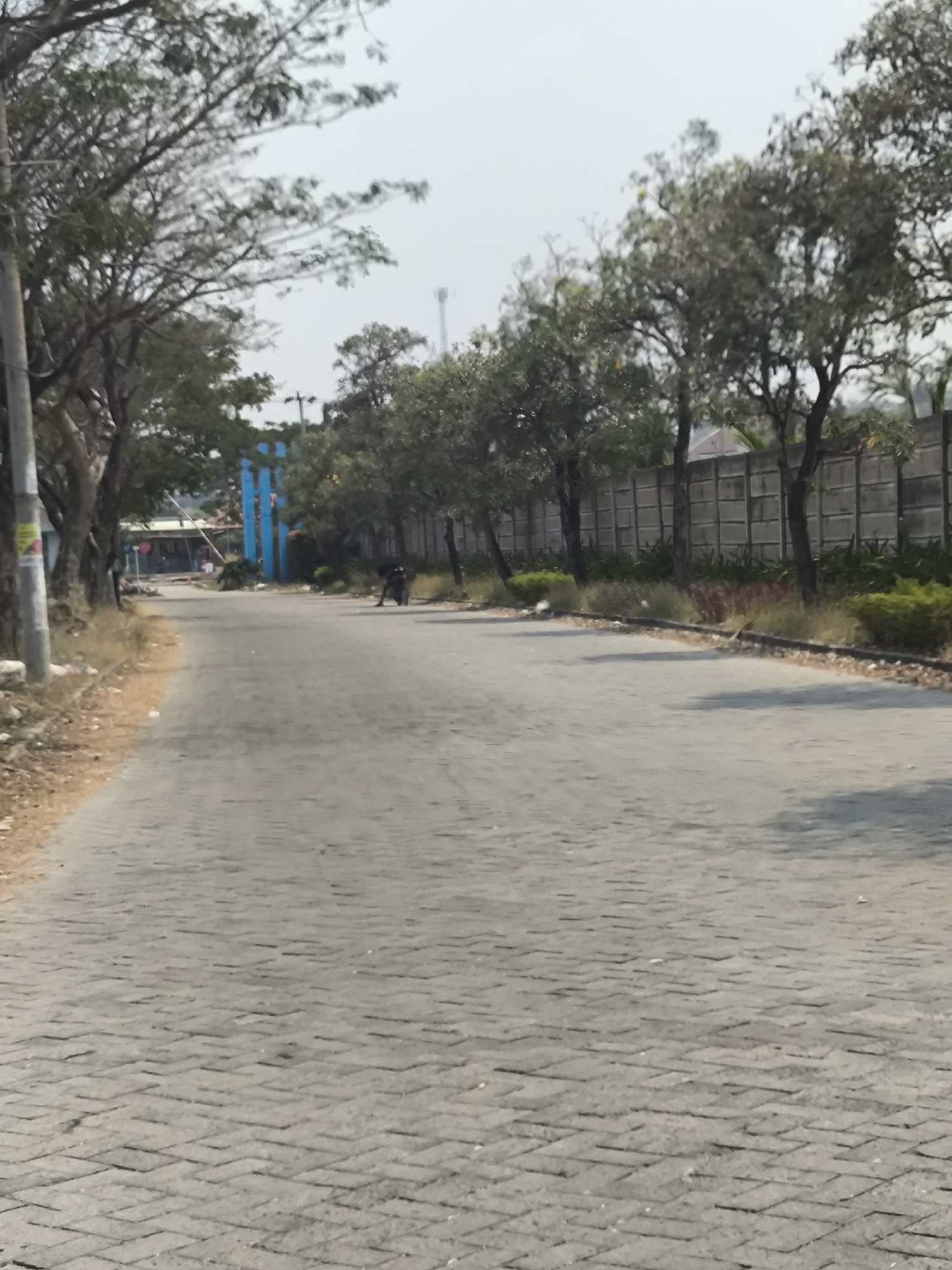 An outdoor scene shows a paved road lined with trees on both sides and a concrete wall. The road is made of interlocking gray pavers. On the left side of the road, there are trees and a utility pole. Further down the road on the left, there are buildings and tall, bright blue structures that appear to be part of an entrance or gate. On the right side of the road, there are more trees and a gray concrete wall with a repeating rectangular pattern. Beyond the wall, some vegetation is visible. In the middle of the road, a dark-colored figure, possibly a person or an animal, is crouched or bent over. The sky is overcast. This scene is located on Jalan Lingkar Selatan, Cilegon, Indonesia.