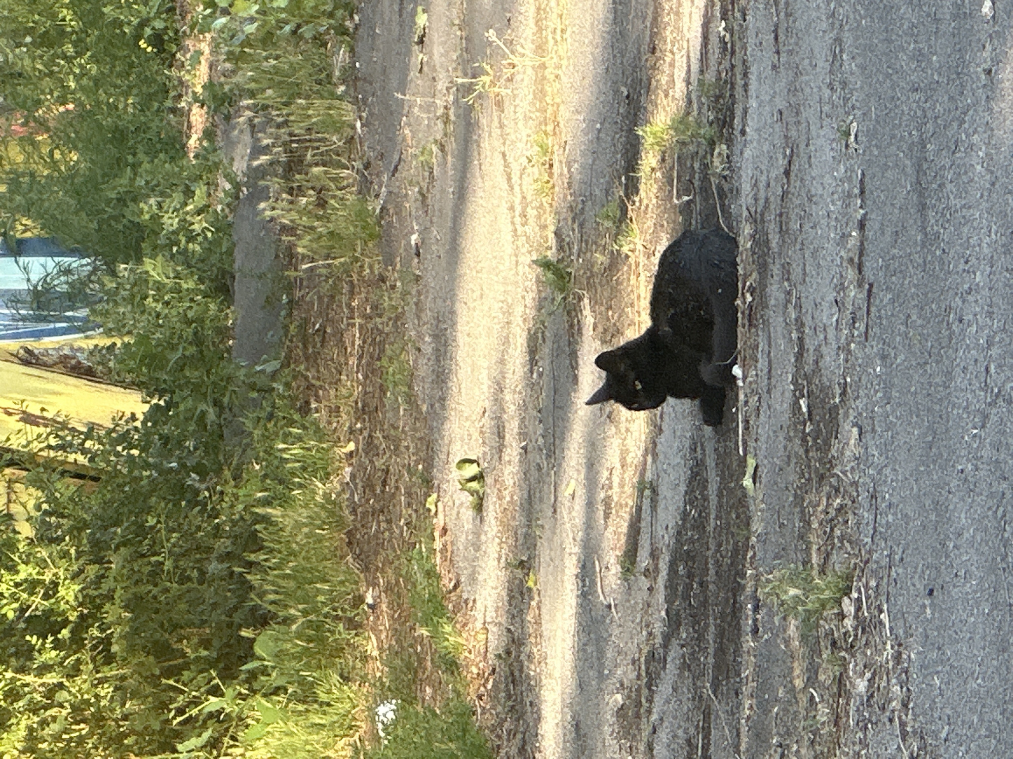 A black cat is lying on an asphalt surface. The cat is facing left, with its head turned slightly to the right. The surface is littered with small stones and some dried vegetation. In the background, there is a dense area of green foliage, with some tall grass interspersed with weeds. Behind the foliage, there are structures with yellow and blue painted elements, suggesting an urban environment. The lighting indicates it is daytime, with sunlight casting shadows. The location is identified as Sofia, Bulgaria.
