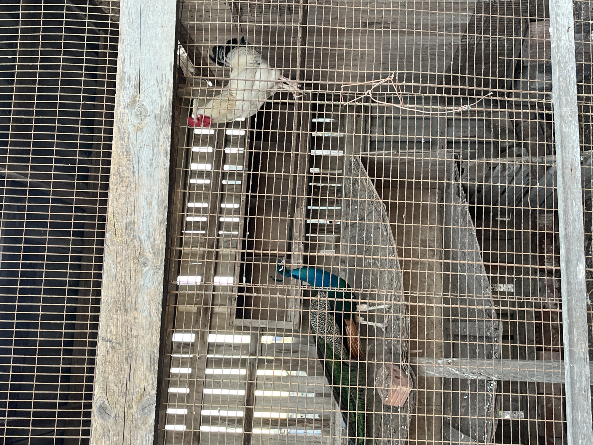 An eye-level shot, taken through a rusty metal grid, captures two birds inside an enclosure, likely an aviary, in Kaspiysk, Russia. The scene is dominated by the crisscrossing lines of the metal cage, which is held together by thick, weathered wooden beams.
In the upper left portion of the image, a white bird with a black tail and red wattles (resembling a rooster or junglefowl) is visible, appearing to cling to the side of the cage with its feet extended. Below and to the right, partially obscured by a wooden structure and the cage, is a peacock. Its vibrant blue head and neck are distinct, and its patterned green and brown body, along with hints of its tail feathers, can be seen. The peacock seems to be perched on a lower platform or branch.
The background consists of more wooden planks and shadowed areas, suggesting an indoor or covered structure. Bright light filters in from unseen openings, creating a contrast between the well-lit areas where the birds are and the darker recesses of the enclosure. A thin piece of wire or string is loosely hanging near the center of the cage. The overall impression is one of a rustic and functional animal habitat. No discernible text is visible in the image.