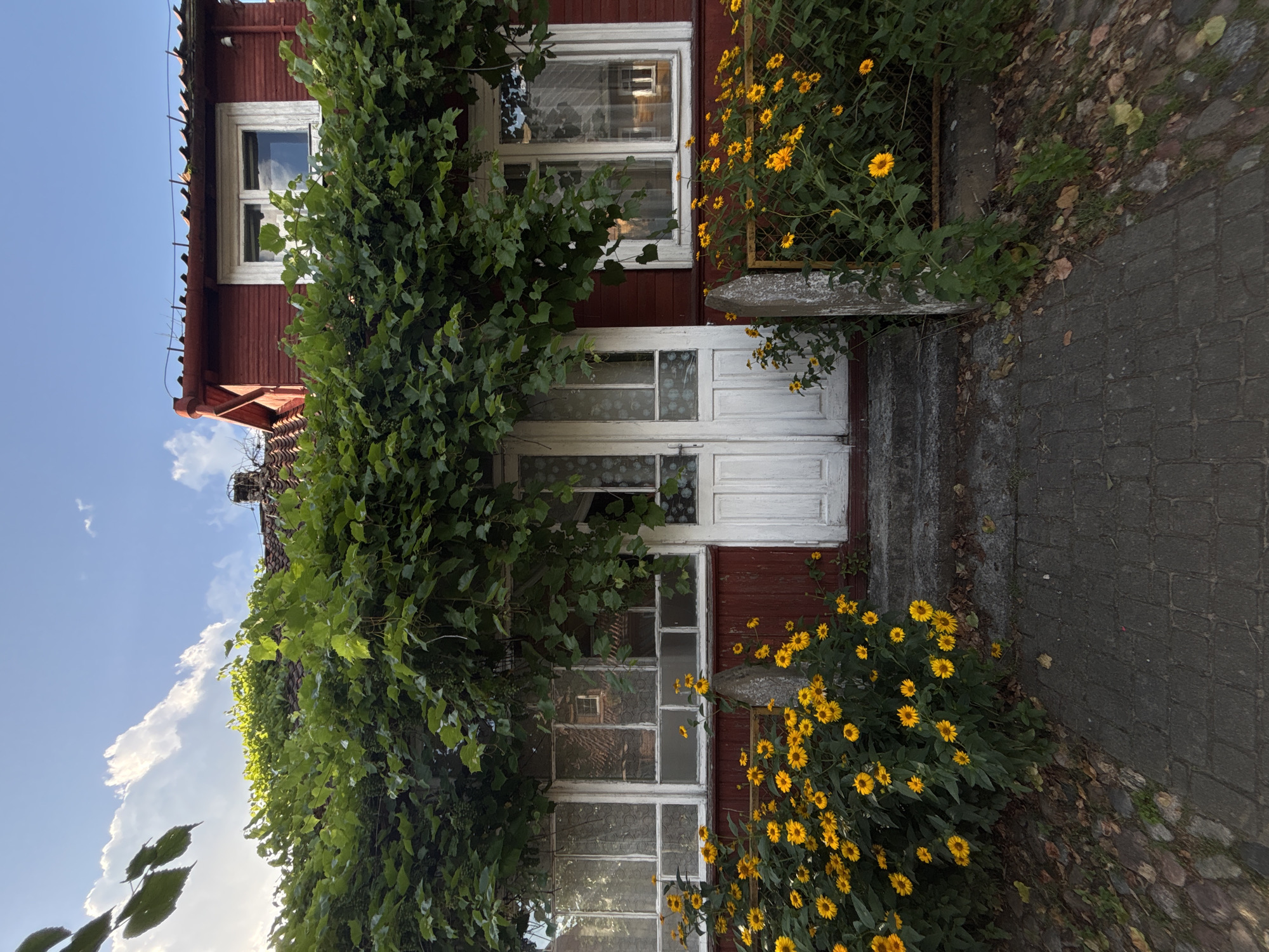 The image shows a rustic, red wooden house with white-trimmed windows and a white double door. The house is partially covered by lush green vines, which also cascade over the front windows. A cluster of bright yellow flowers grows in front of the house, lining the path. The path is made of dark gray interlocking bricks. A small, weathered metal fence is visible to the right of the flowers, partially obscured by greenery. The sky above is blue with scattered white clouds. The scene appears to be in the village of Sobolewo, Poland, suggesting a rural or suburban setting. There are no people or animals visible in the image.