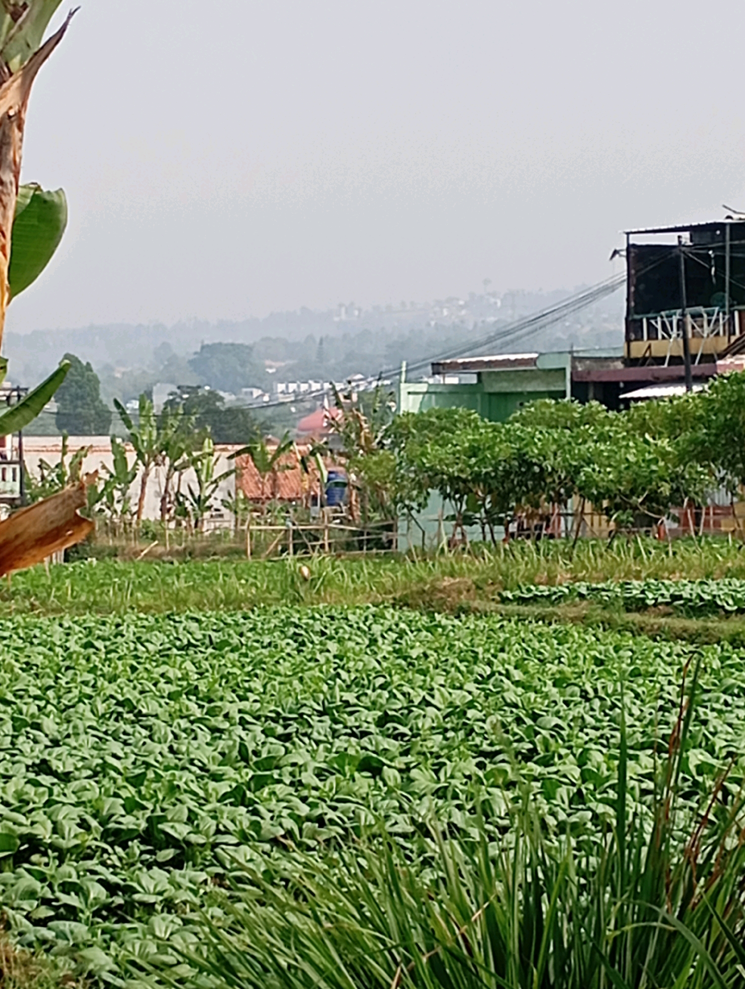 The image captures a wide view of a lush green field of crops, likely vegetables, in Cimahi, Indonesia. The foreground is dominated by the dense foliage of these crops, with a few blades of tall grass on the right side. In the mid-ground, a line of banana trees stands, some with large green leaves. Behind the banana trees, there are several buildings with terracotta roofs and a larger, darker structure with a visible sign. A bamboo fence is visible, demarcating parts of the field. In the background, a hazy cityscape with more buildings and rolling hills can be seen, suggesting the location is on the outskirts of the city. The sky is a pale, overcast white, indicating a diffused light condition. There are no people or animals visible in the frame.