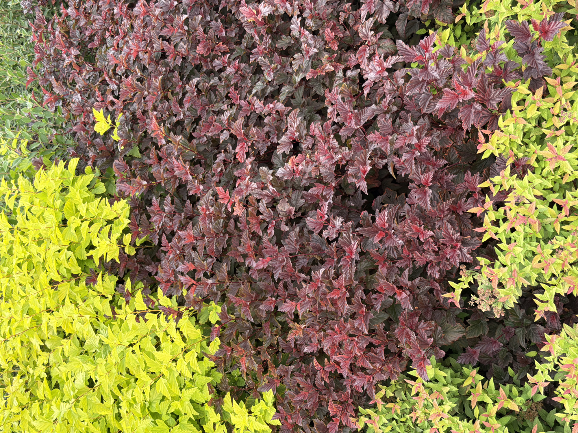 An overhead, eye-level, medium shot captures a dense planting of ornamental shrubs in a garden. The shrubs are arranged in blocks of varying colors, creating a mosaic of foliage. On the left, a vibrant lime-green variety dominates the top and left portions of the frame, its leaves catching the light. Adjacent to it, and filling the majority of the image, is a deep burgundy-red shrub, its foliage displaying a range of reds and purples. In the bottom left and lower right corners, a lighter green shrub with hints of pinkish-red new growth peeks through. The planting appears to be a curated display, possibly in a park or botanical garden, given the neat arrangement and variety of colors. No people or specific city landmarks are visible, therefore no location in Astana, Kazakhstan can be determined from the image. The scene is one of lush, healthy plant life.