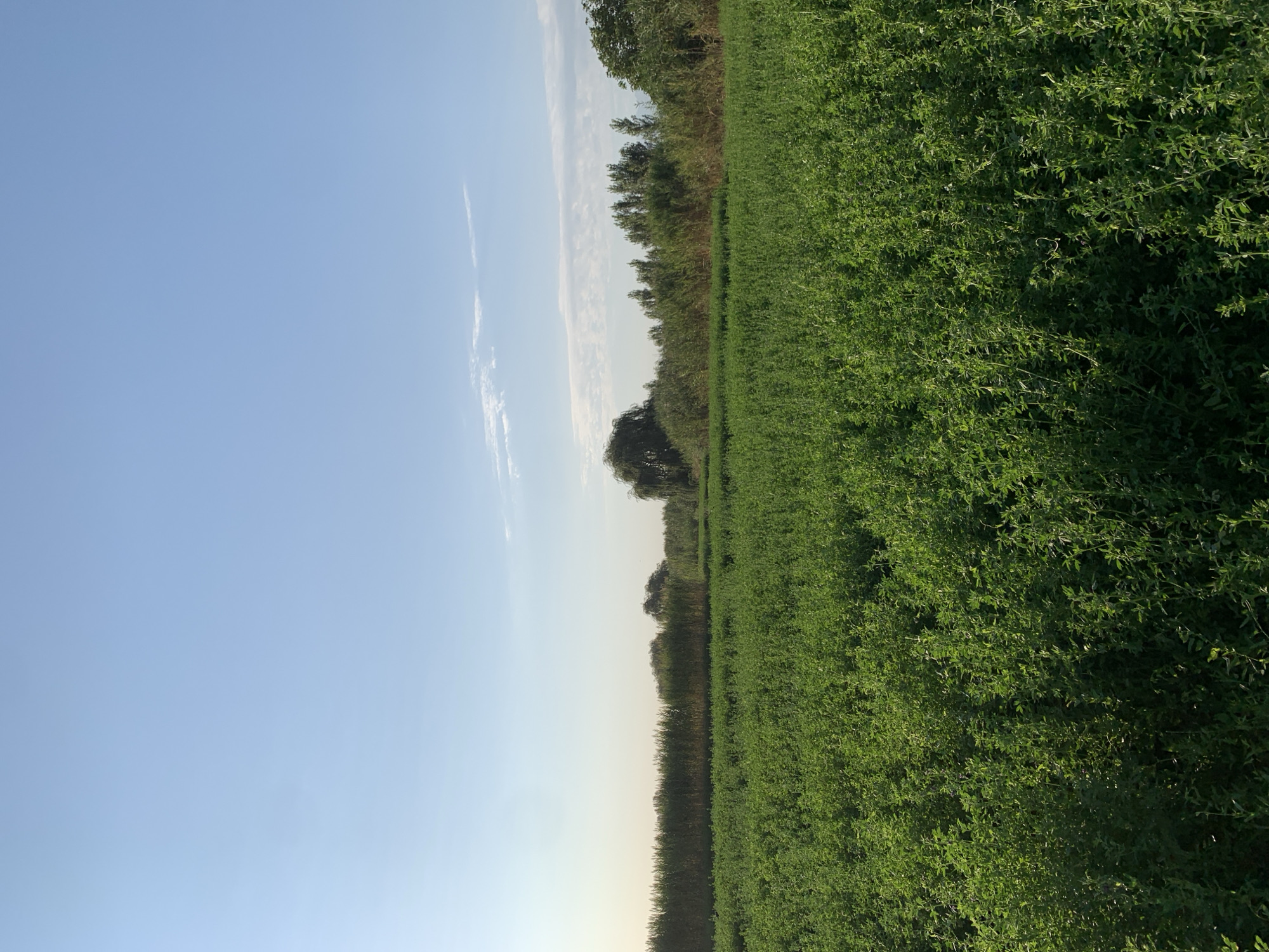 The image depicts a vast, lush green field in Komsomolskoe, Kyrgyzstan. The field is densely covered with low-lying green vegetation, suggesting a crop or wild growth. In the background, a line of taller vegetation, possibly reeds or bushes, stretches horizontally across the frame. Beyond this, a few trees, including a distinctive weeping willow, rise above the lower greenery. The sky above is a clear, pale blue with a few wispy white clouds, indicating fair weather. The overall scene is one of natural landscape, likely rural, bathed in natural light, suggesting daytime. No people or animals are visible in the image.