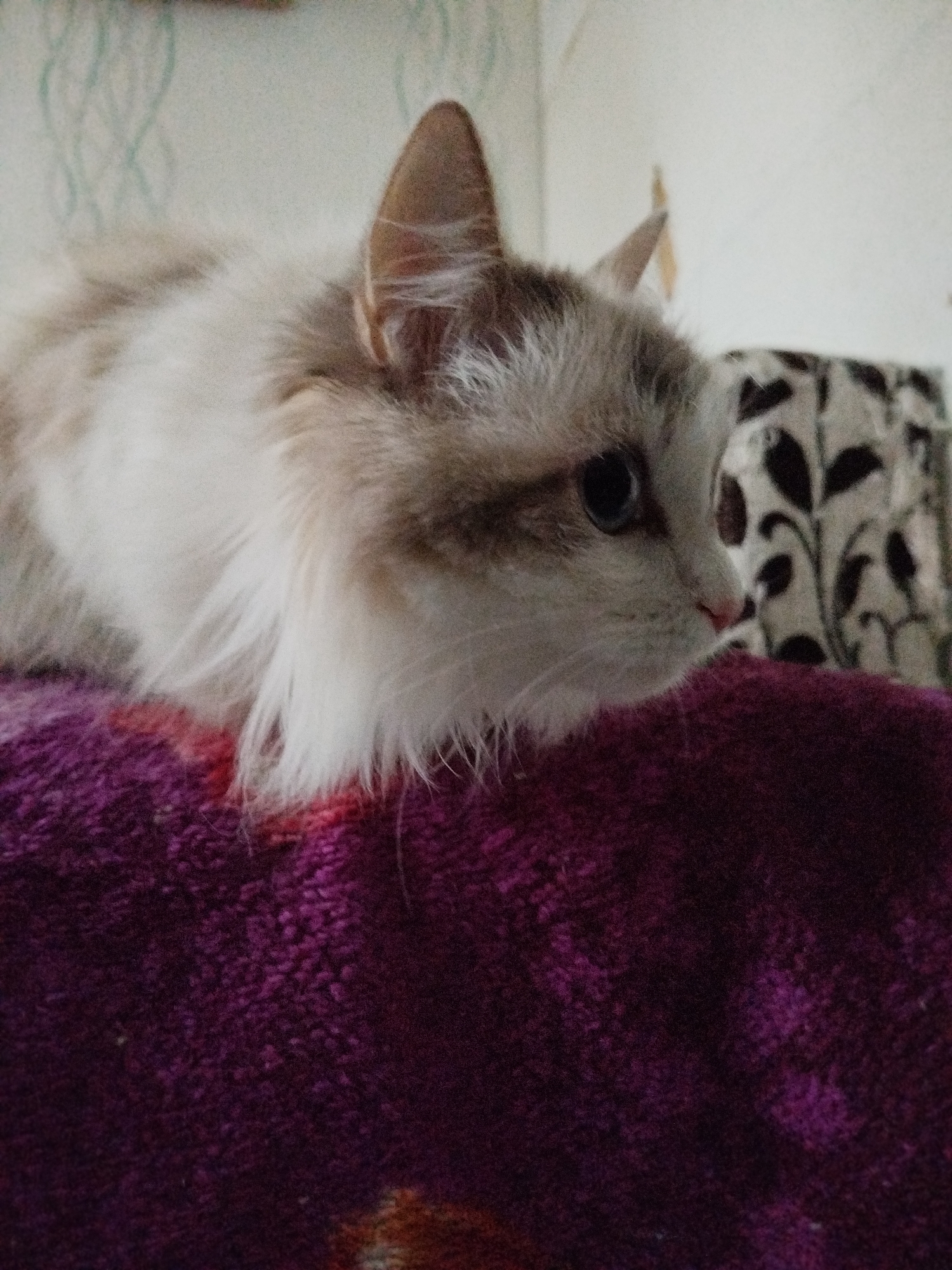 A medium shot captures a cat lying on a textured, purple blanket. The cat is light-colored with tan markings on its face and ears. It has blue eyes and is looking to the right. Behind the cat, out of focus, is a patterned object and a light-colored wall. The location appears to be indoors.