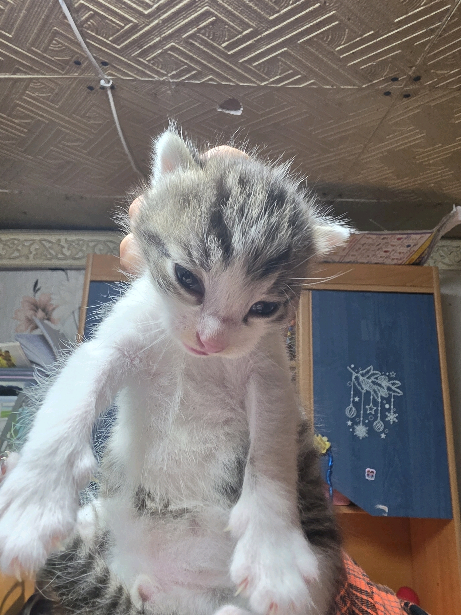 A low-angle, medium shot captures a very young kitten held up by a hand, with its head tilted down. The kitten's fur is primarily white with grey tabby markings on its head and back. Its eyes are partially closed, and its nose is pink. The background is out of focus, showing a patterned ceiling above and what appears to be a wooden cabinet with a blue door decorated with white snowflakes and ornaments. The overall scene suggests an indoor, domestic environment.