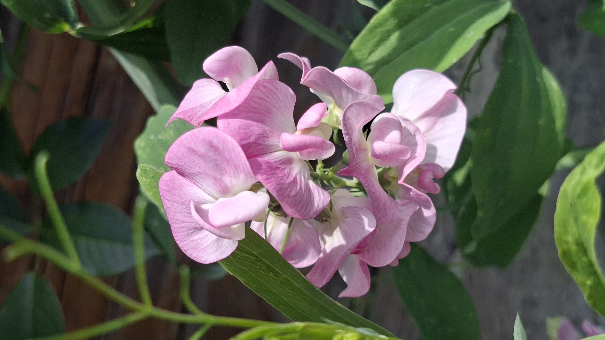 This is a close-up, vertical, eye-level photograph of a cluster of pink sweet pea flowers. The flowers are in various stages of bloom, with delicate, ruffled petals. They are predominantly a soft pink, with some lighter pink and white highlights. The flowers are supported by thin green stems and surrounded by lush green leaves. The background is out of focus, revealing a wooden surface, likely a fence or wall, with horizontal planks. The lighting suggests it is daytime, with sunlight illuminating the flowers and casting soft shadows. The photograph appears to have been taken outdoors, in a garden or natural setting. The specific location in Сваткаўскі сельскі Савет, Belarus, is not visually discernible from the image itself. There are no people or animals present in the frame.