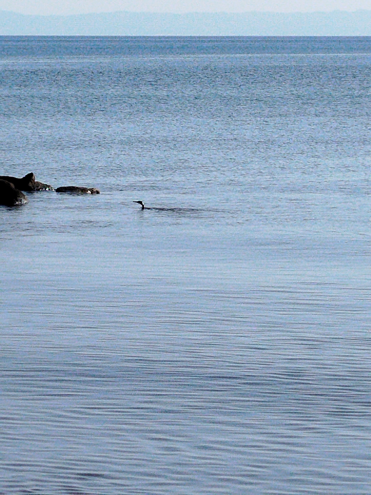 The image shows a calm body of water, likely a lake or sea, under a hazy sky. In the foreground, the water is slightly rippled, creating a texture of horizontal lines. On the left side of the image, several dark rocks are partially submerged in the water. Further out in the water, a single dark bird with its head and neck visible is swimming. The background displays a distant shoreline with mountains or hills fading into the horizon. The overall impression is one of tranquility and nature. The location is the Municipal Unit of Sithonia, Greece, which is known for its beautiful coastlines and natural landscapes.