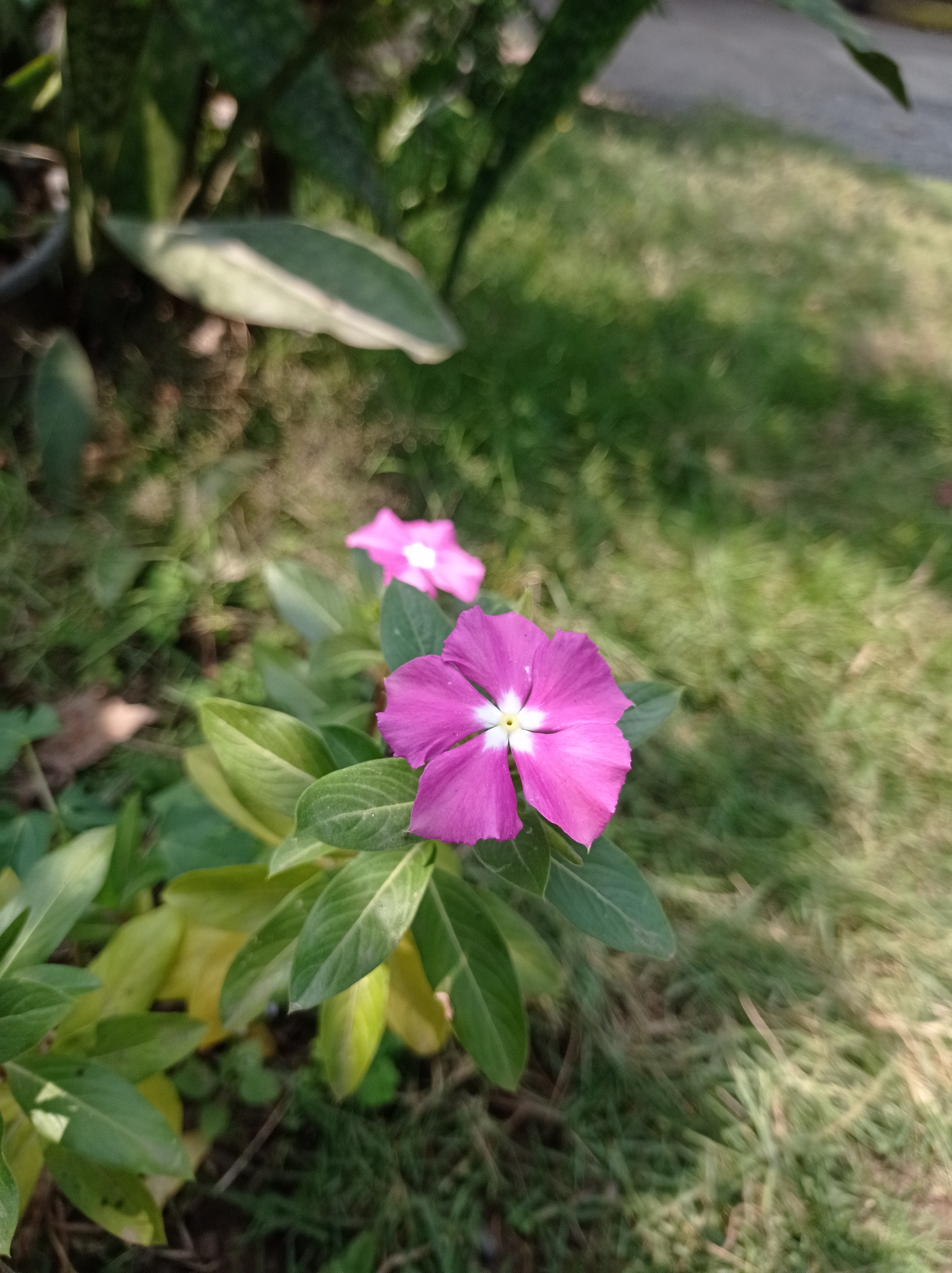 A close-up, eye-level, vertical shot captures two pink flowers with white centers in a garden setting. The flower in the foreground is fully in bloom, its five petals fanned out. The second flower, slightly out of focus and behind the first, is also in bloom. The plants are surrounded by green leaves and a blurred background of green grass, suggesting an outdoor environment in Pandanmulyo, Indonesia. The lighting is natural, with sunlight casting dappled shadows on the scene. There are no people or animals visible in the image.