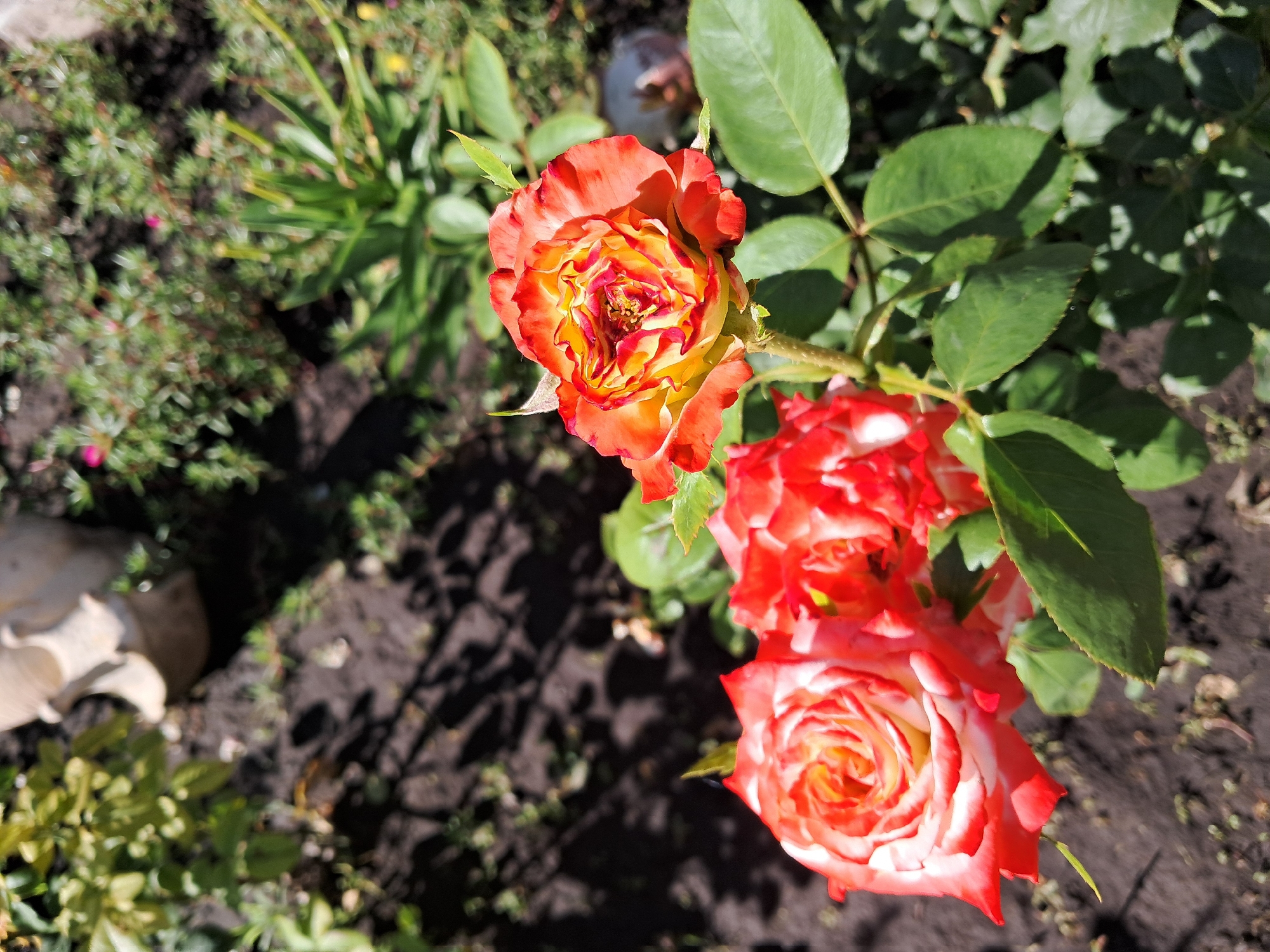 The image displays a cluster of bi-colored roses with red and yellow petals blooming in a garden. The roses have a detailed, ruffled appearance. In the background, there is soil, green foliage, and what appears to be a light-colored, possibly ceramic, garden ornament. The lighting suggests it is daytime, with shadows cast on the ground. The scene is likely outdoors in a residential or public garden setting.