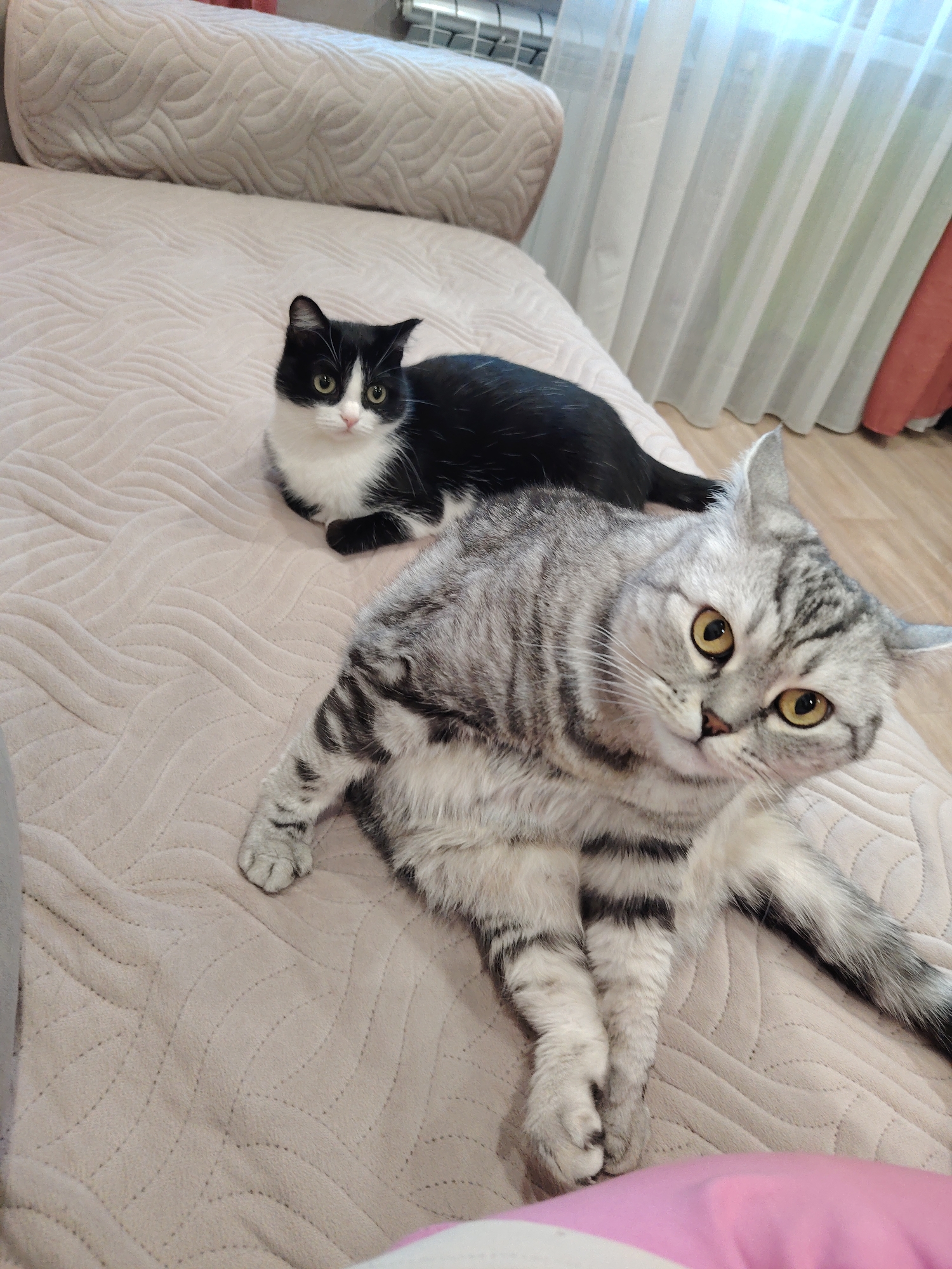 Two cats are resting on a bed covered with a light brown quilted bedspread. A black and white cat is positioned behind a gray and black tabby cat. The tabby cat is closer to the viewer and appears to be looking directly at the camera. The location appears to be indoors.
