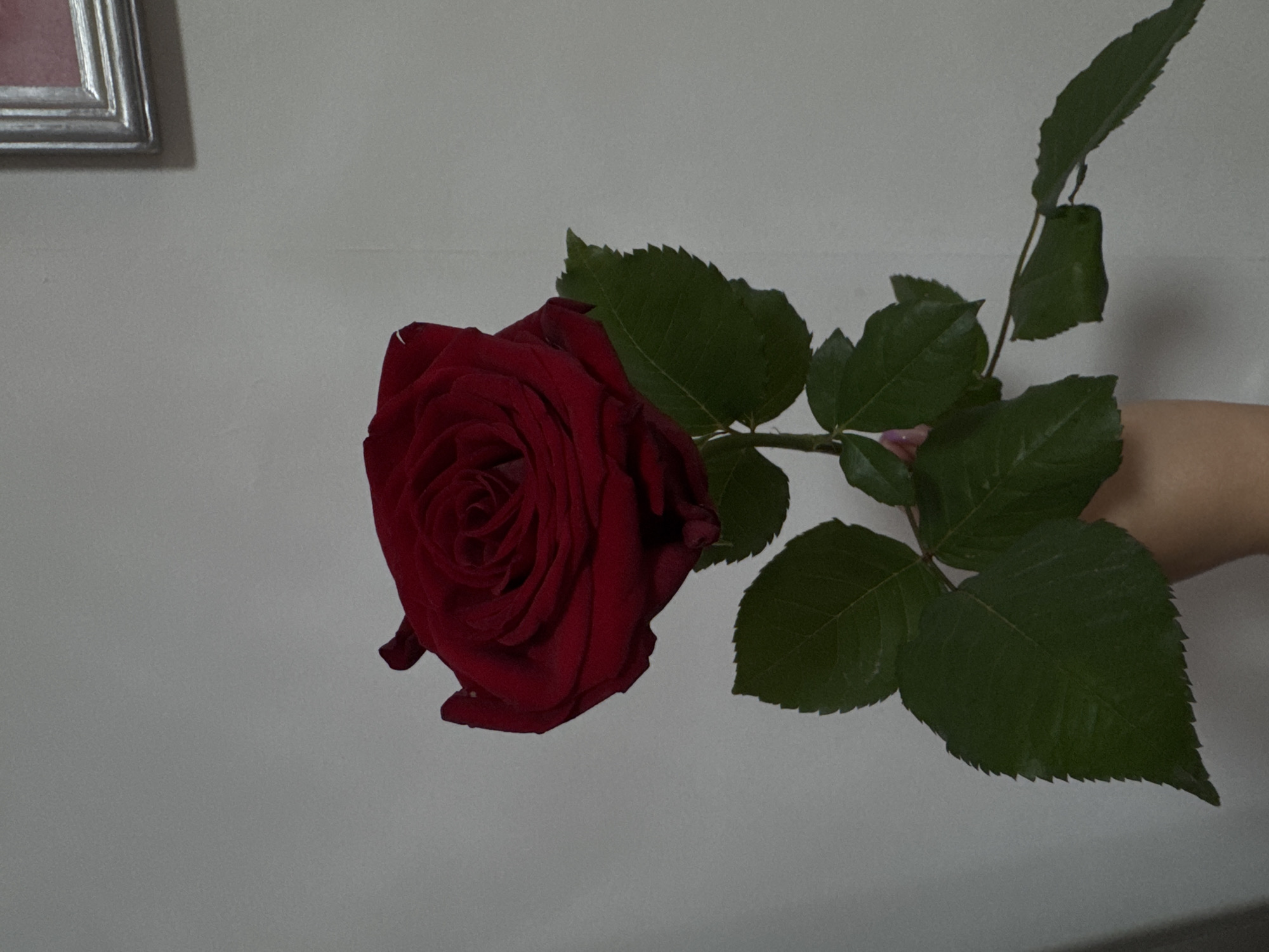 A single, deep red rose, approximately 35-40 centimeters in height, is held vertically by a human hand against a plain, off-white interior wall. The rose head, positioned in the upper center, exhibits fully opened, tightly coiled petals of a dark crimson hue. The stem is green, adorned with several clusters of dark green, serrated-edged leaves distributed along its length. A light-skinned human hand, with visible fingers and palm, grasps the lower half of the stem. In the upper right corner of the background, a silver-toned picture frame is partially visible, casting a subtle shadow on the wall. The illumination is even, suggesting an indoor setting. This scene is located in the city of Chaikovsky, Russia.