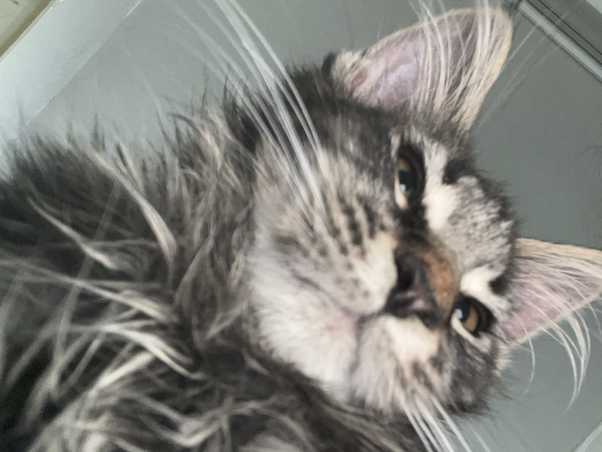 A close-up, upside-down, shallow depth of field photograph shows the face of a grey tabby cat. The cat's fur is long and fluffy, with streaks of dark grey and lighter grey. Its eyes are a golden brown, and its whiskers are long and white. The cat's nose is a reddish-pink, and its mouth is not visible. The background is a blurry light grey surface. The image is from an unknown location in Unknown, Unknown.