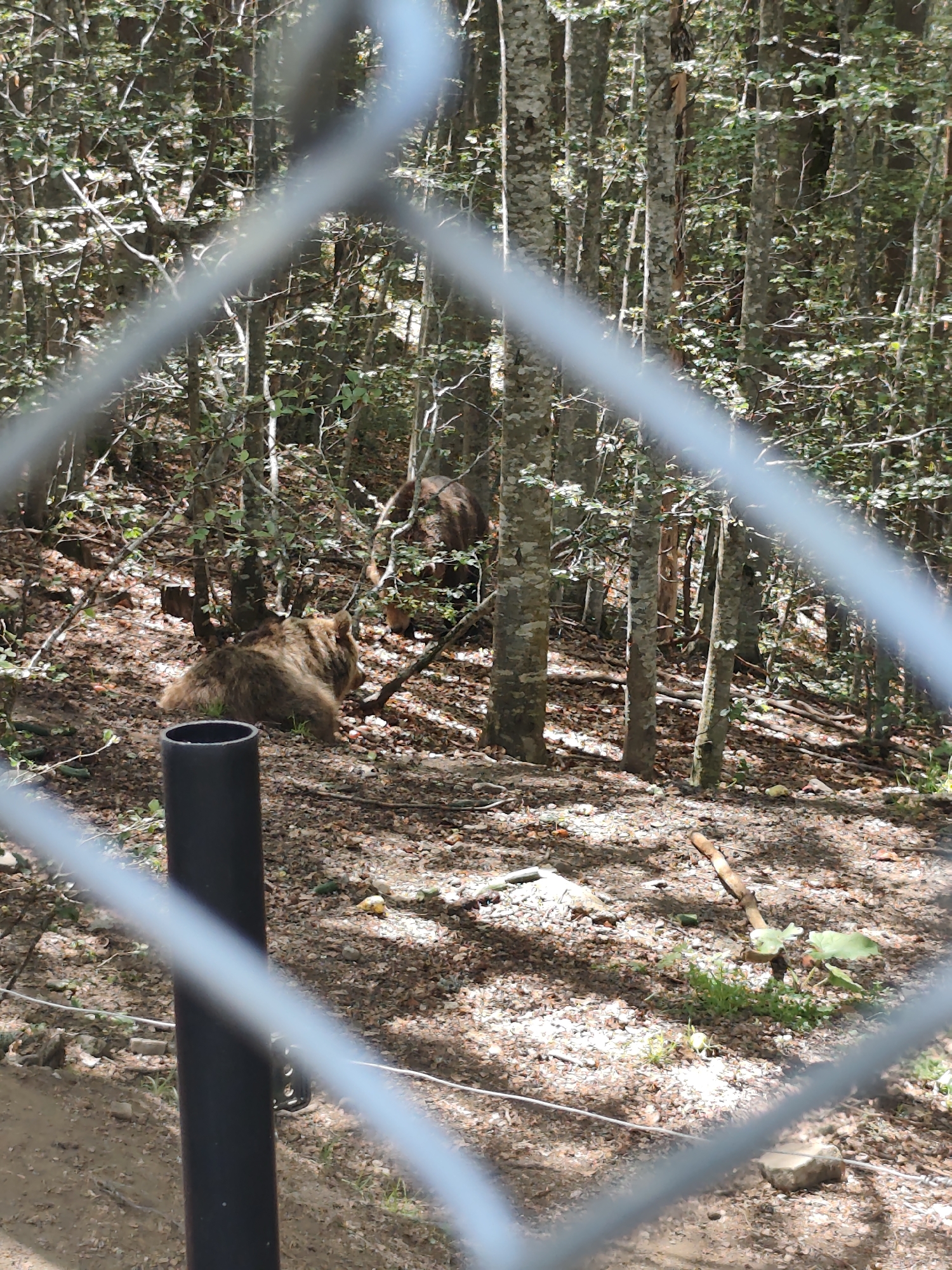 A brown bear is lying on the ground in a forest, with another bear visible in the background. The foreground is partially obscured by a wire fence. The environment appears to be a wooded area with trees and fallen leaves on the ground. This image was taken in the city of Yakoruda, Bulgaria.