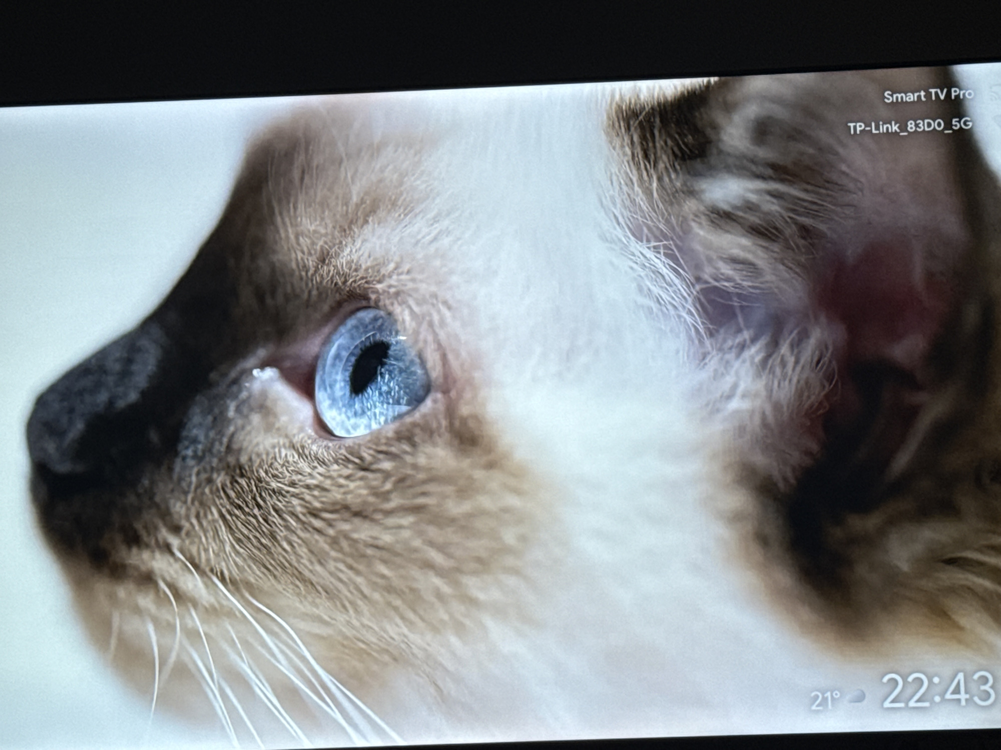 The image shows a close-up of a Siamese cat's face. The cat has light brown fur with darker brown markings around its nose, ears, and eyes. The cat's eye is a bright blue color. The background is blurred and appears to be a light color. In the top right corner of the image, text reads "Smart TV Pro" and "TP-Link_83D0_5G". At the bottom of the image, text reads "21°" and "22:43". Based on the clock time displayed and weather symbol of 21 degrees, it's probably from Varna, Bulgaria.