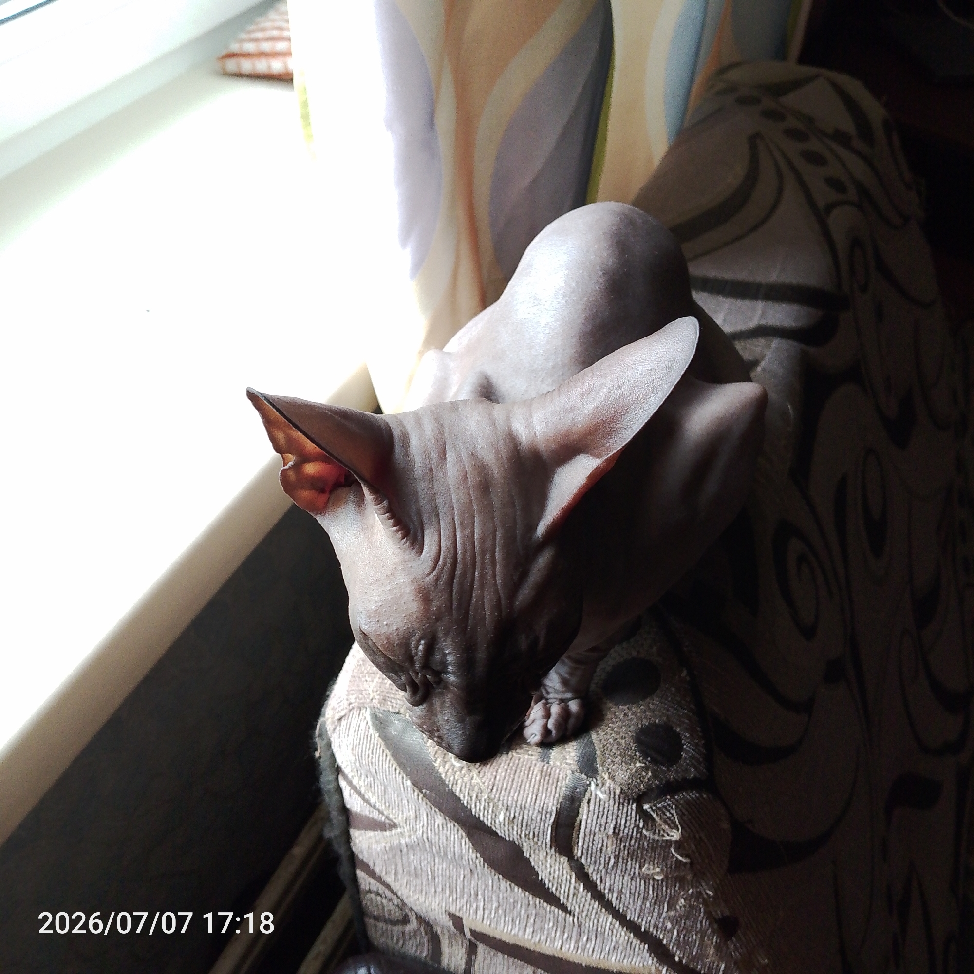 The image shows a dark-colored Sphynx cat lying on an upholstered sofa. The cat is facing down, with its head resting on the armrest of the sofa. The sofa has a patterned fabric with swirls and circles in dark brown and beige tones. To the left of the cat is a window with bright light streaming through. The background consists of a curtain with vertical stripes in shades of beige, purple, and blue. The bottom left corner of the image shows a timestamp: "2026/07/07 17:18". The scene appears to be indoors, likely in a residential setting. There is no visible indication of the specific location within the city of Prokopyevsk, Russia.