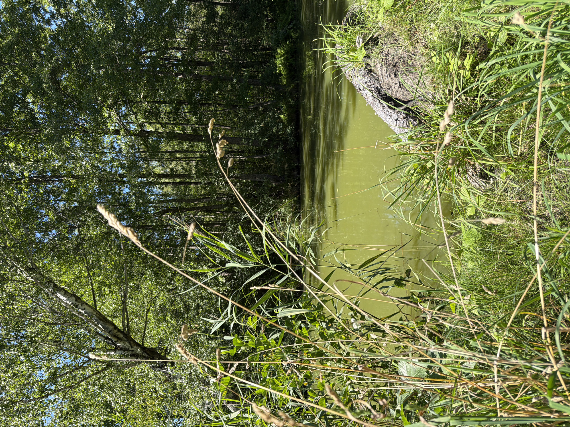 A natural scene displays a body of murky green water, possibly a pond or slow-moving stream, with dense green foliage and trees bordering its banks. The water's surface is disturbed by ripples, suggesting a slight breeze. In the foreground, tall, dry grass stalks and vibrant green reeds grow along the water's edge, some arching over the water. A fallen, gnarled log, partially covered in moss and grass, rests on the bank to the right, with some greenery sprouting from its surface. The background is dominated by a thick wall of trees, their leaves a deep green under a bright, clear sky. The lighting indicates a sunny day, with shadows cast on the water and foliage. There are no people or animals visible in the image. The location is described as Unknown, Unknown.