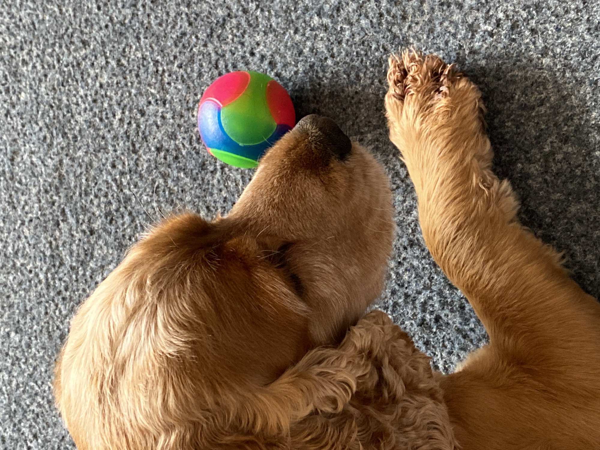 A tan-colored Cocker Spaniel lies on a gray carpet with a multi-colored ball (pink, red, green, blue) near its nose. The dog's paw is extended near the ball. The location is unknown.