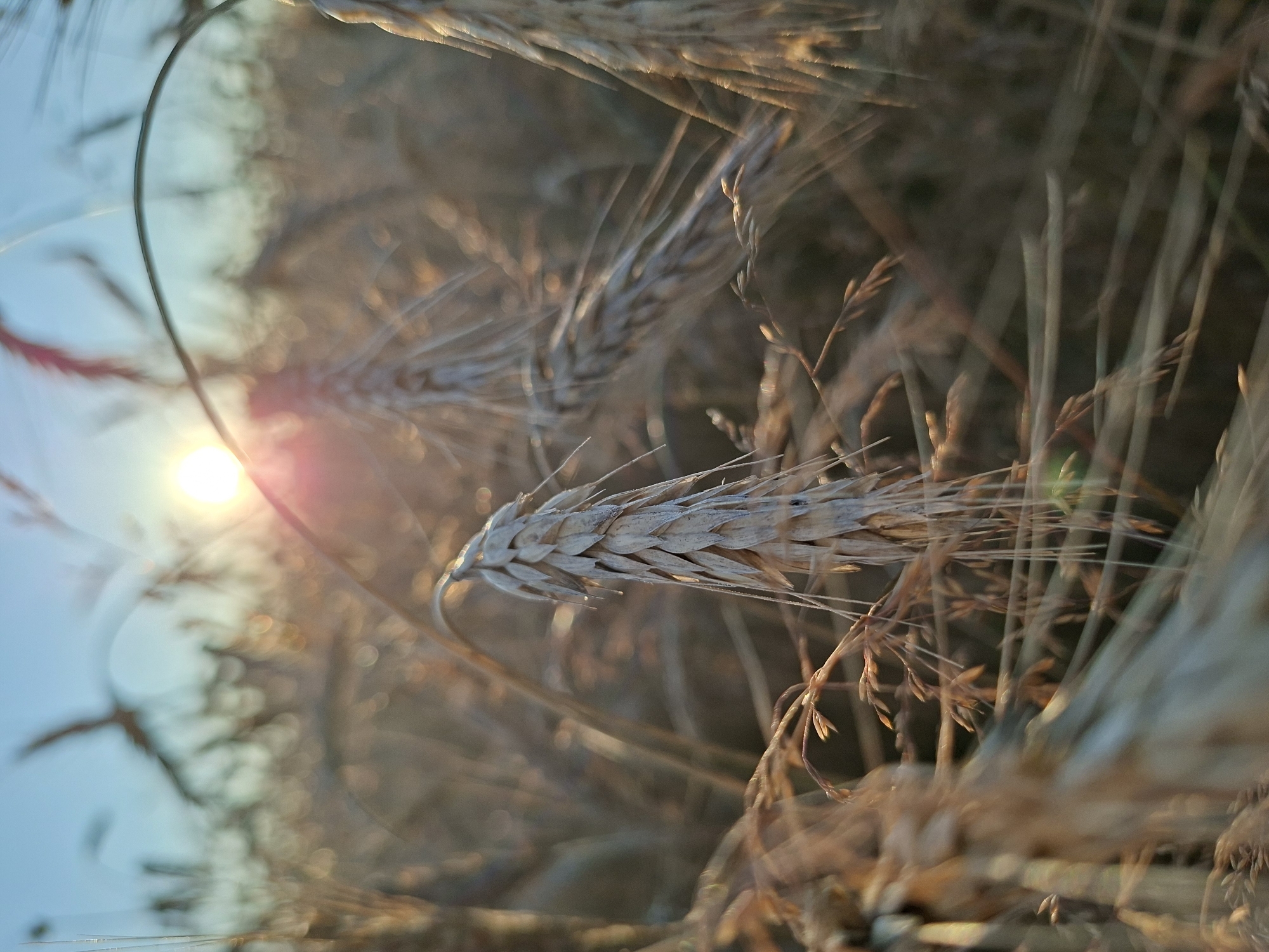 The image captures a close-up view of a wheat field at sunrise in Славенскі сельскі Савет, Belarus. The sun is low on the horizon, casting a warm glow and creating lens flare. The foreground is dominated by detailed stalks of wheat, some in sharp focus and others blurred, with a prominent stalk in the center showcasing its layered seed head. The background is a soft blur of more wheat stalks and the clear blue sky, hinting at a vast agricultural landscape. The overall impression is one of a serene, natural setting bathed in the golden light of dawn.