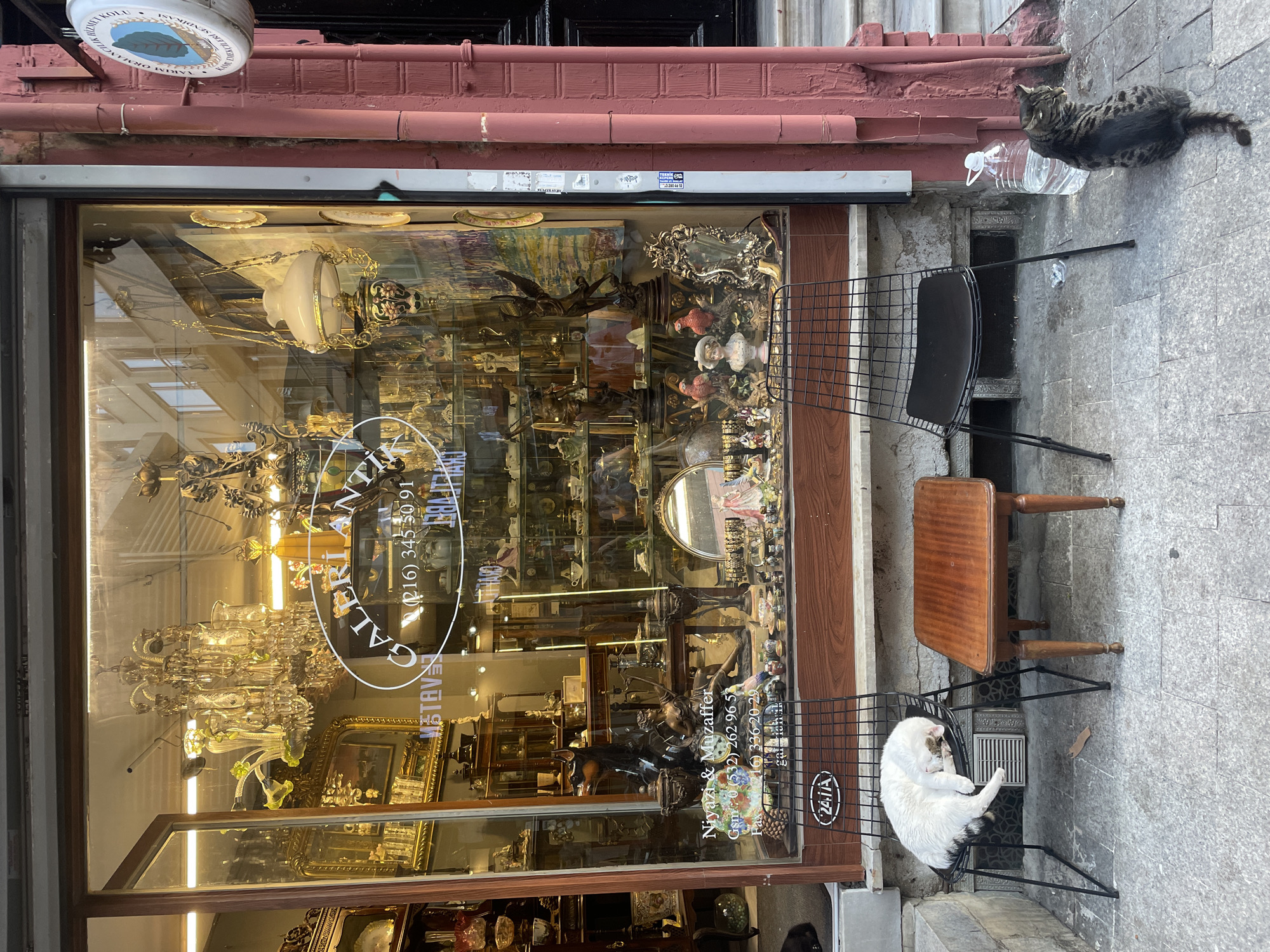 The image depicts the storefront of an antique shop named "GALERİ ANTER" located in Kadıköy, Turkey. The shop window is filled with a variety of antique items, including chandeliers, decorative plates, vases, sculptures, and furniture. A large gold-framed mirror is prominently displayed. Outside the shop, two chairs are placed on the pavement. A white cat is asleep on the left chair, curled up on its side. A small wooden table sits between the two chairs. On the right, a dark-colored cat is sitting and looking to the right, with a large plastic bottle of water next to it. The shop's facade is painted a dark red, and a circular sign with a blue and white emblem is mounted on the wall to the right of the entrance. The street pavement is made of stone.