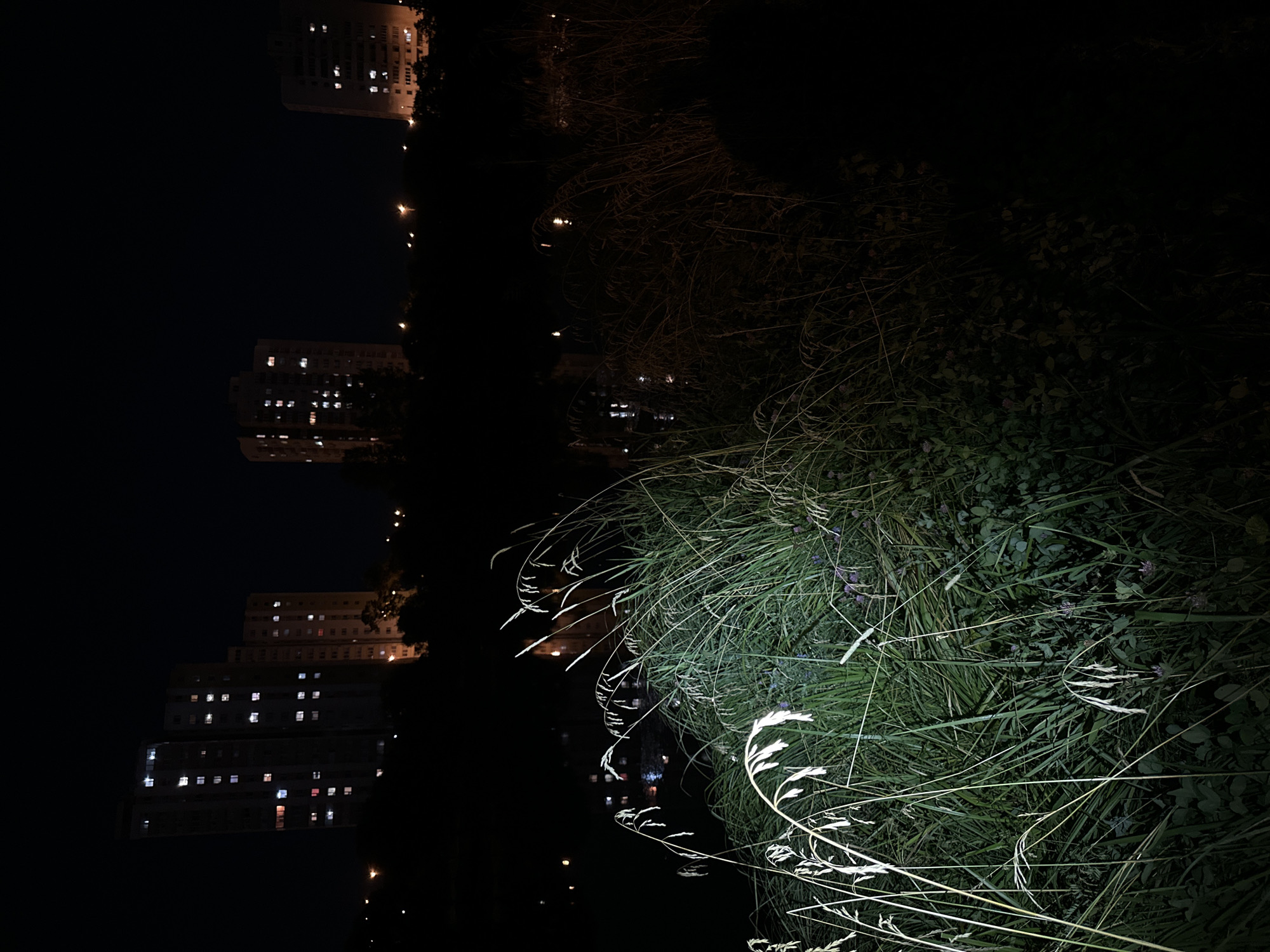The image is a nighttime exterior shot of a dimly lit urban landscape. In the foreground, tall, dry grass and various plants are illuminated by a light source coming from the left, casting a bright glow on the vegetation. Some smaller purple flowers are visible within the foliage. In the mid-ground, a dark body of water reflects scattered lights from buildings in the background. In the background, several multi-story apartment buildings with illuminated windows are visible against a dark night sky. The buildings appear to be of varying heights and are spread across the frame. The overall scene is dark and atmospheric, with the illuminated grass in the foreground providing a sharp contrast to the darker elements of the image. The location is the city of Unknown, Unknown.