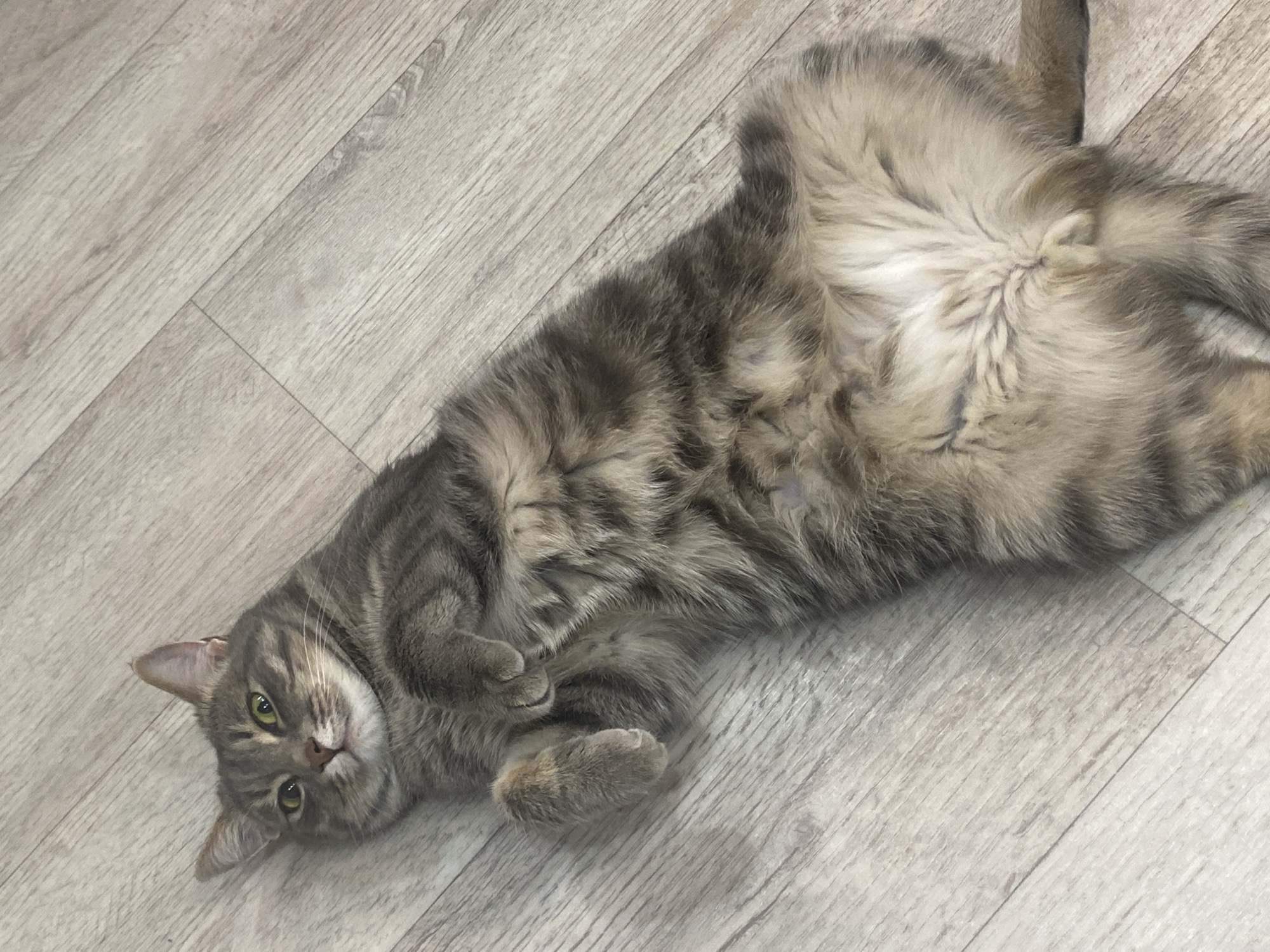 A tabby cat is lying on its back on a light-colored wooden floor. The cat has green eyes, grey and brown stripes, and a fluffy belly. Its paws are curled up towards its chest, and its tail is partially visible on the right side of the image. The lighting is overhead, casting a slight shadow. The image is taken from a high angle, looking down at the cat. There are no people or other objects visible in the scene. The location is described as Марковский, Russia, but there is no visual information in the image to confirm this.