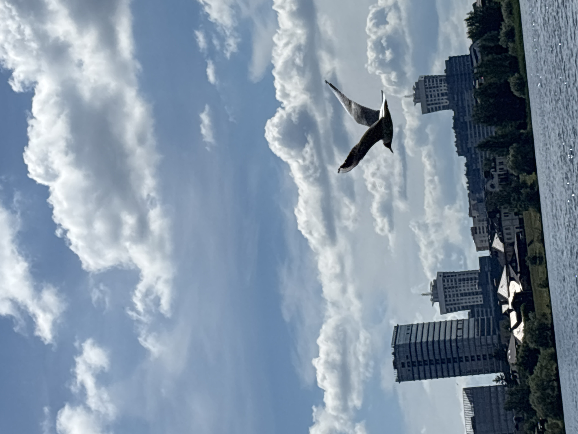 A seagull is captured in mid-flight against a backdrop of a bright blue sky filled with fluffy white clouds. Below the sky, a city skyline is visible, featuring several modern buildings. The most prominent buildings are a tall, dark skyscraper with many windows on the left and a lighter-colored, multi-story building with a unique rounded top on the right. In the foreground, the calm, blue water of a river or lake reflects the light. The scene appears to be an urban waterfront area. The location is the Svislach River embankment in Minsk, Belarus, with the "Royal Plaza" hotel and residential buildings visible.