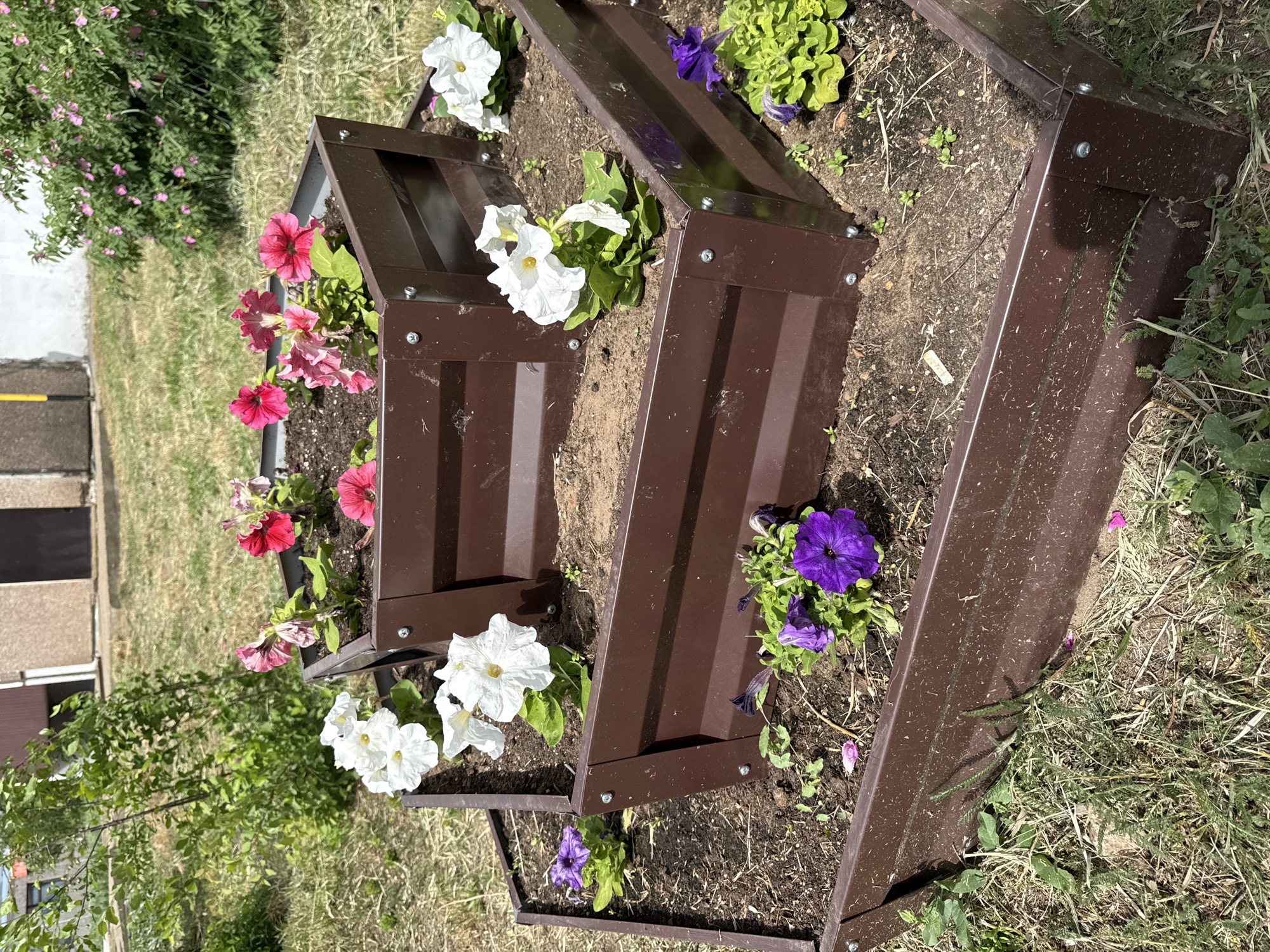 This eye-level outdoor shot shows a stepped metal planter box containing several petunia plants with pink, white, and purple flowers, positioned on grassy ground. The planter box is made of brown metal panels fastened together with visible bolts. The ground around the planter box is covered in dry grass and sparse weeds. In the background, there is greenery and a building. Based on geocoordinate information, the location is Марковский, Russia.